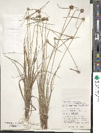 Cyperus albescens image