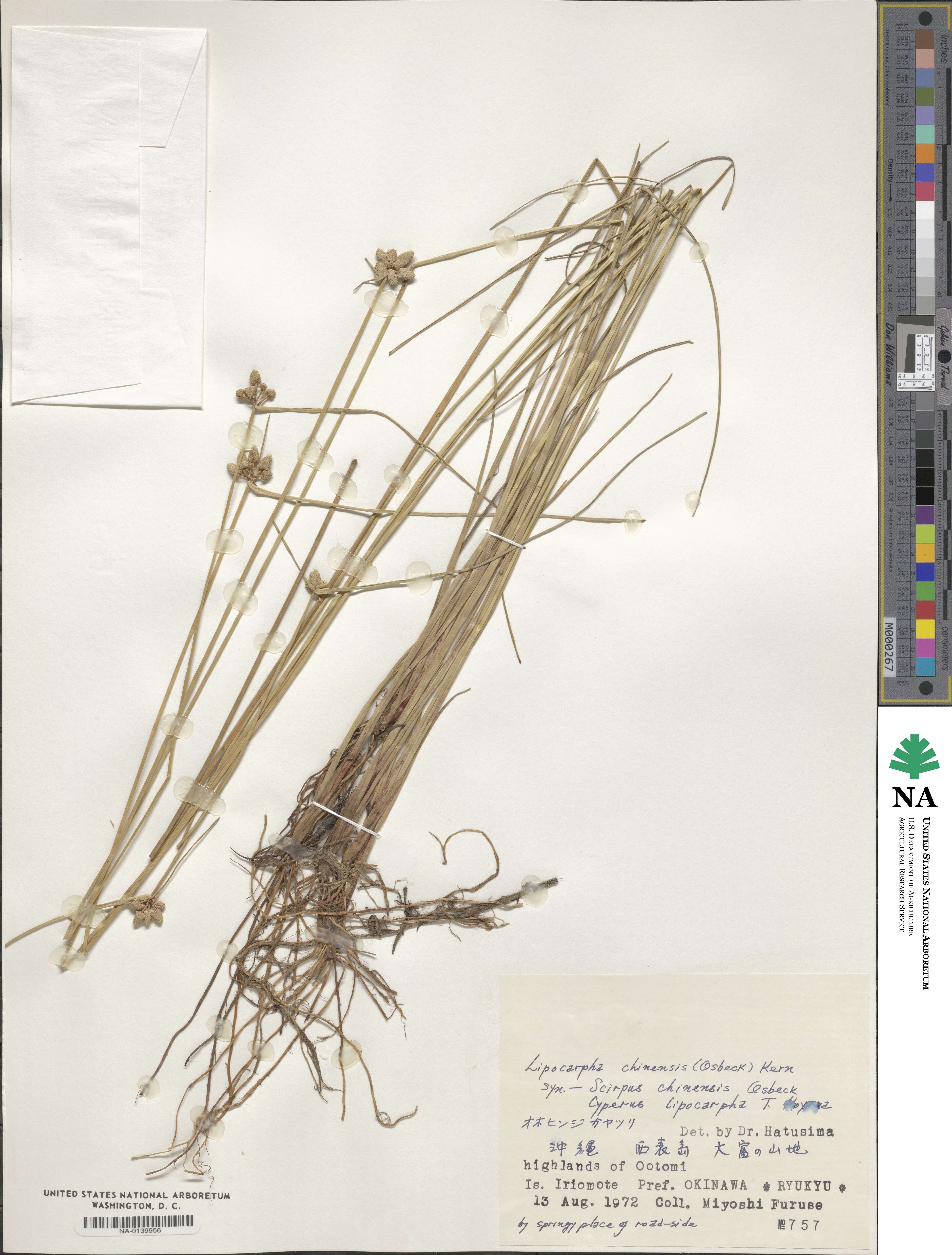 Cyperus albescens image