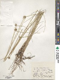 Cyperus albescens image