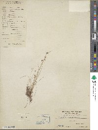 Cyperus leptocarpus image