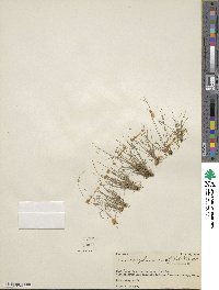 Cyperus subsquarrosus image