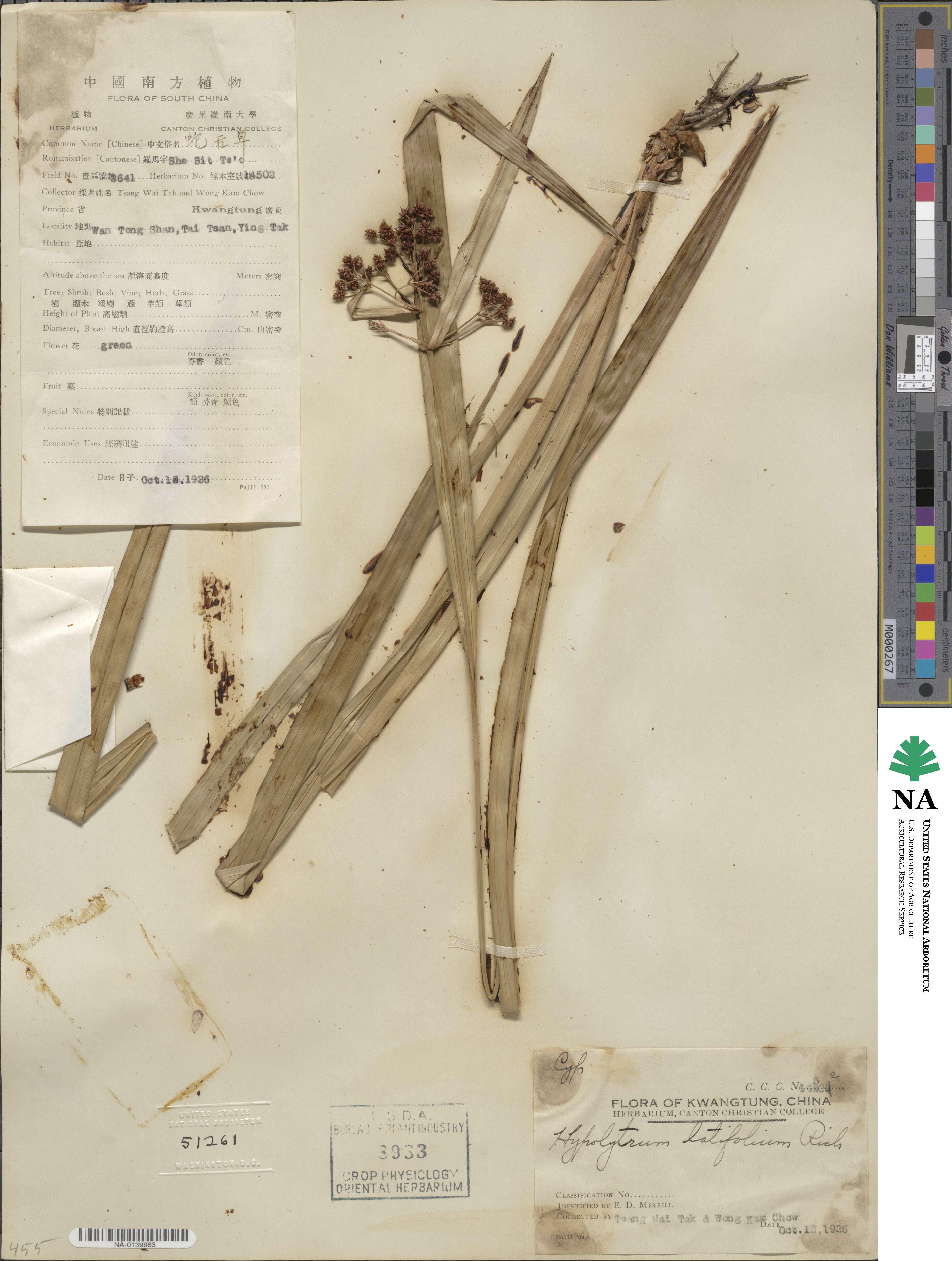 Hypolytrum nemorum subsp. nemorum image