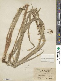 Hypolytrum nemorum subsp. nemorum image