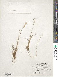 Carpha schoenoides image