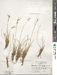 Carpha schoenoides image