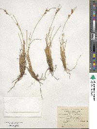 Carpha schoenoides image