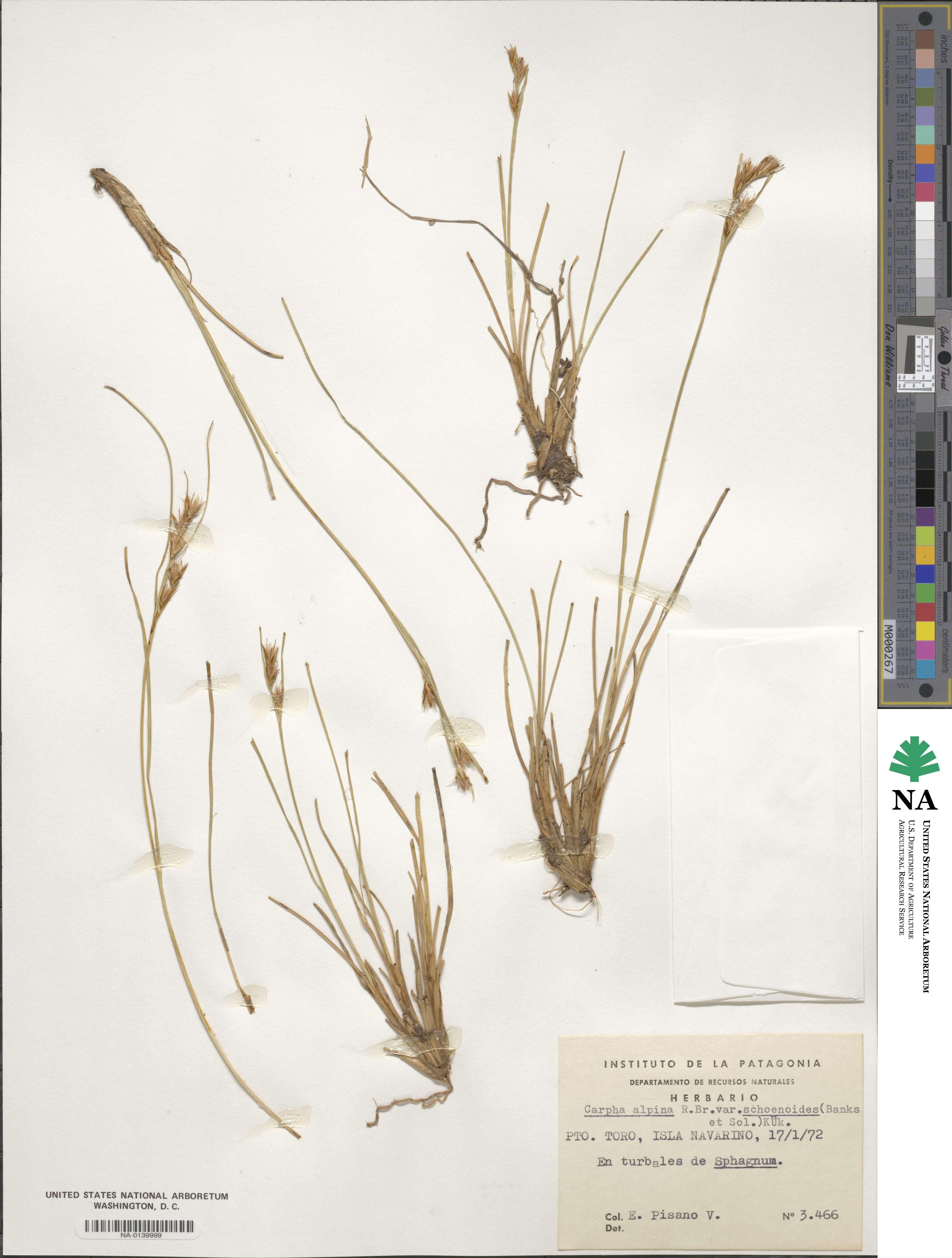 Carpha schoenoides image