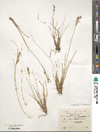 Carpha schoenoides image