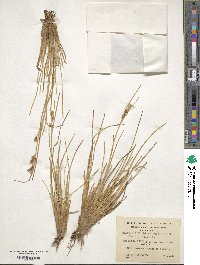 Carpha schoenoides image