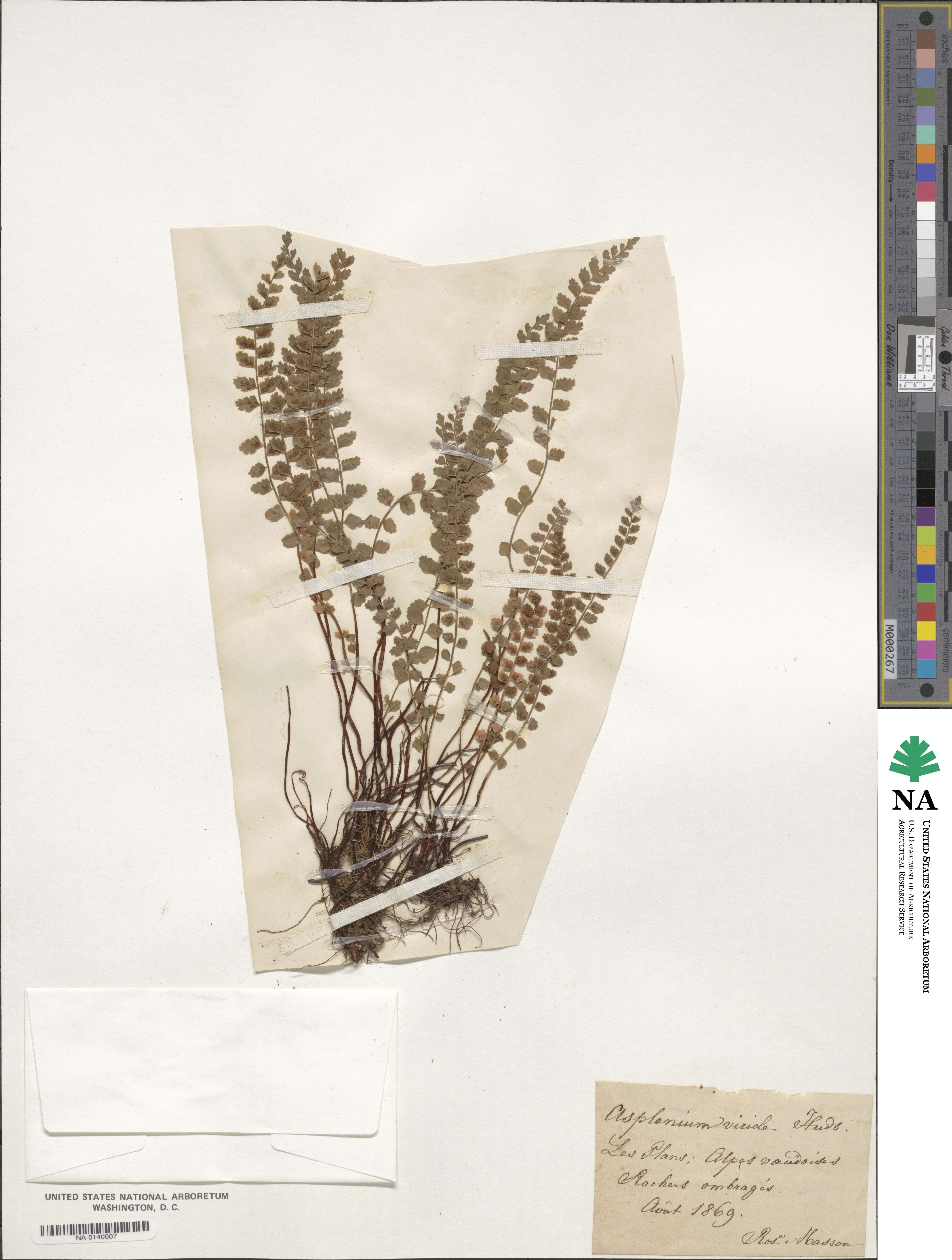 Asplenium viride image