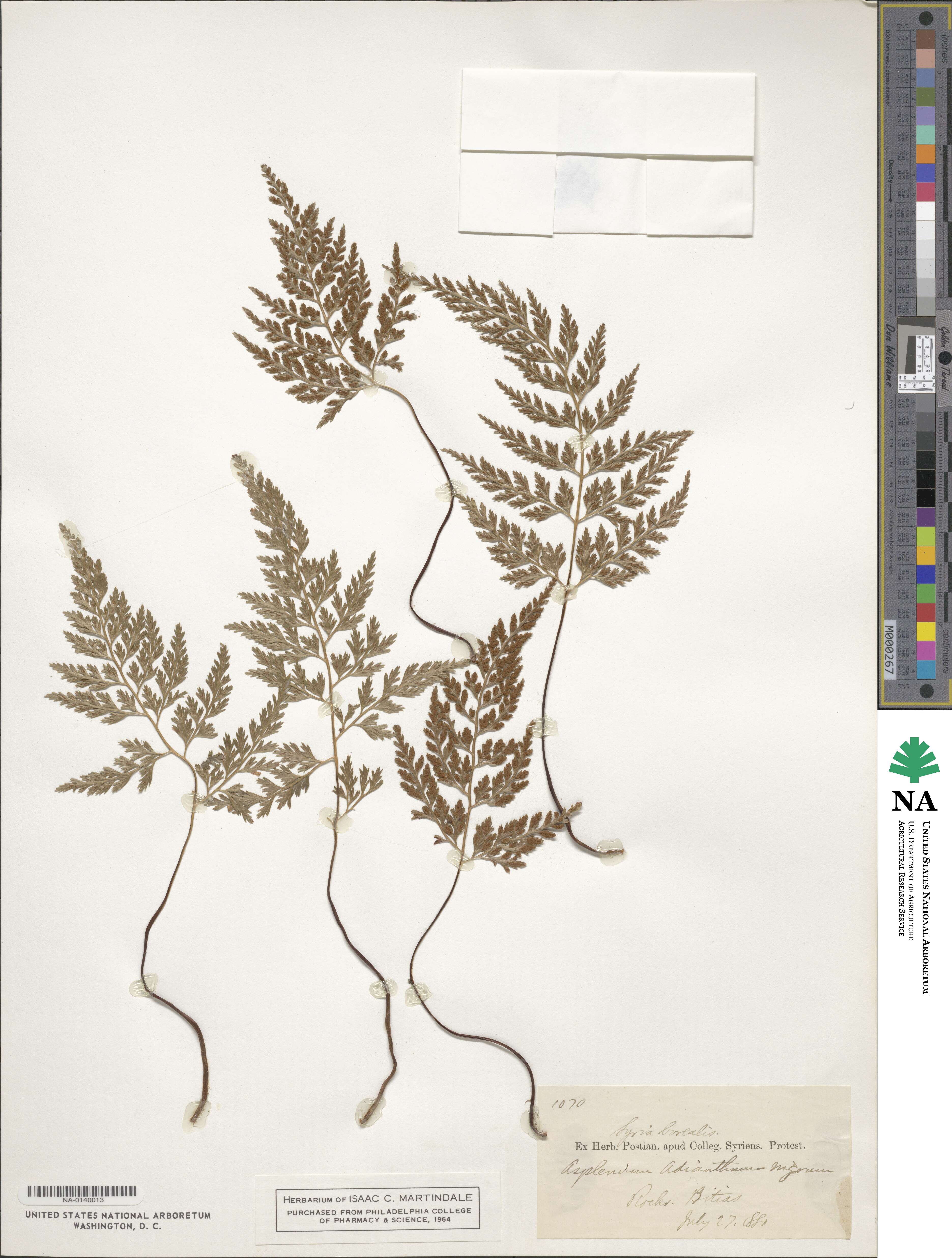 Asplenium adiantum-nigrum image