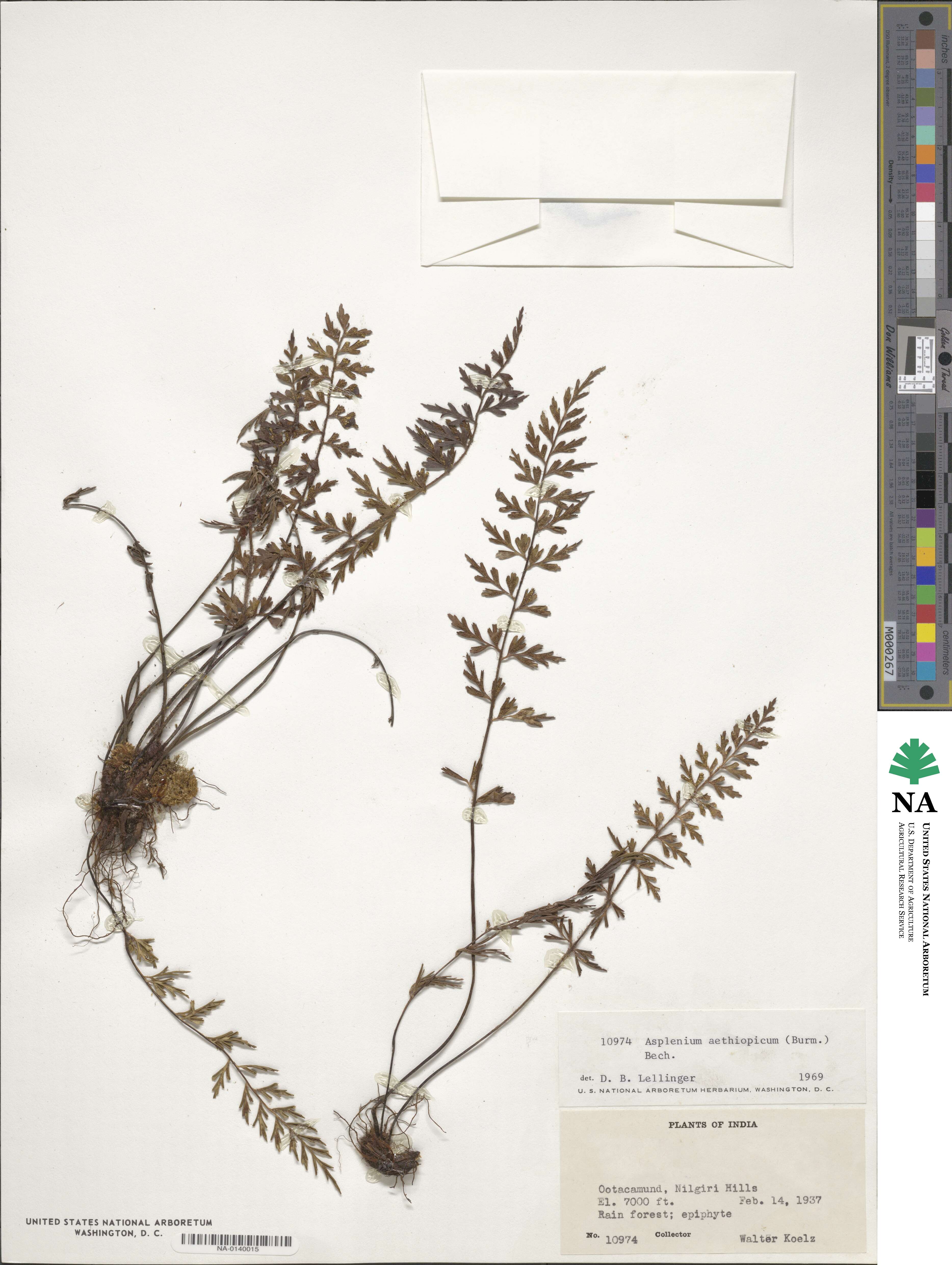 Asplenium aethiopicum image