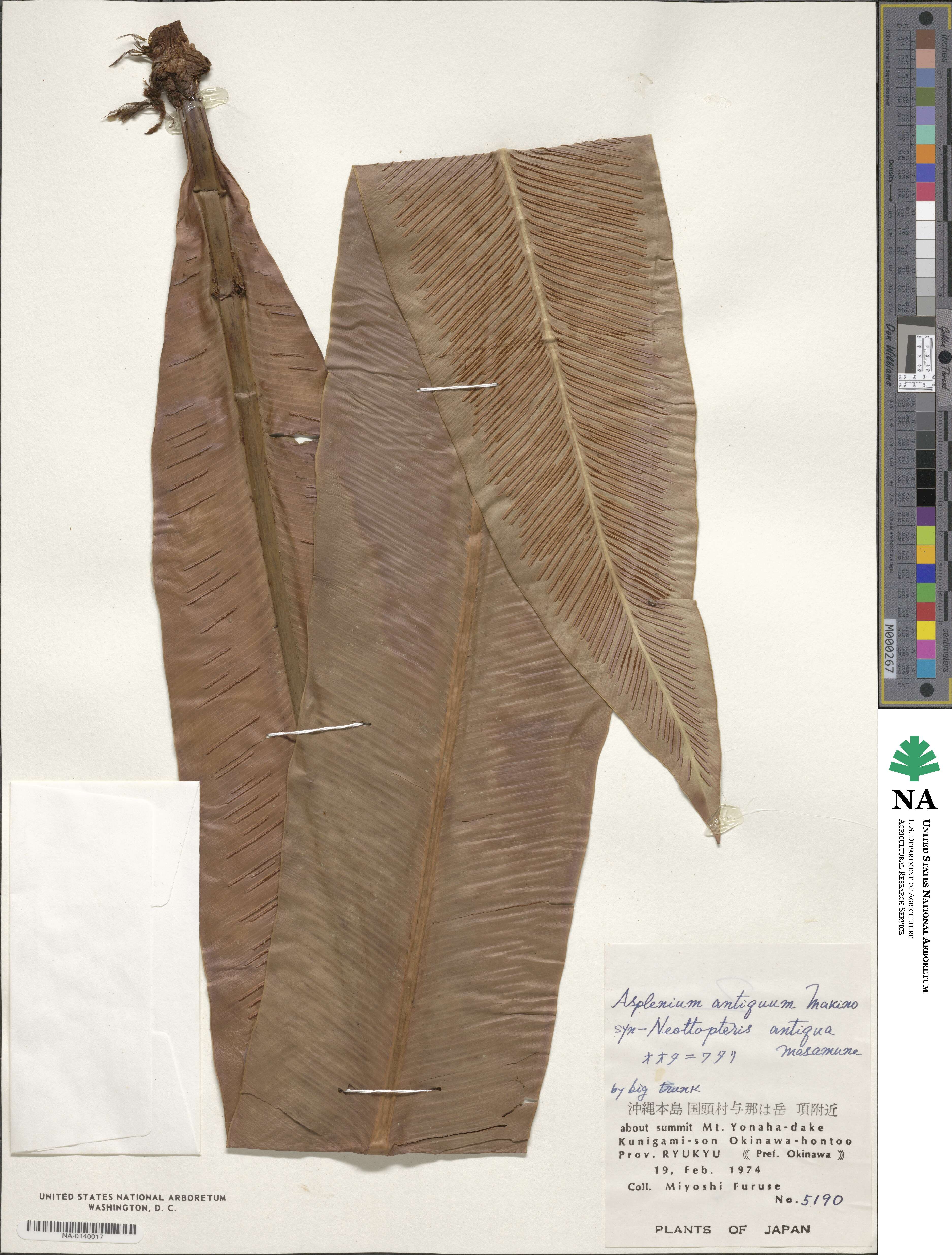 Asplenium antiquum image