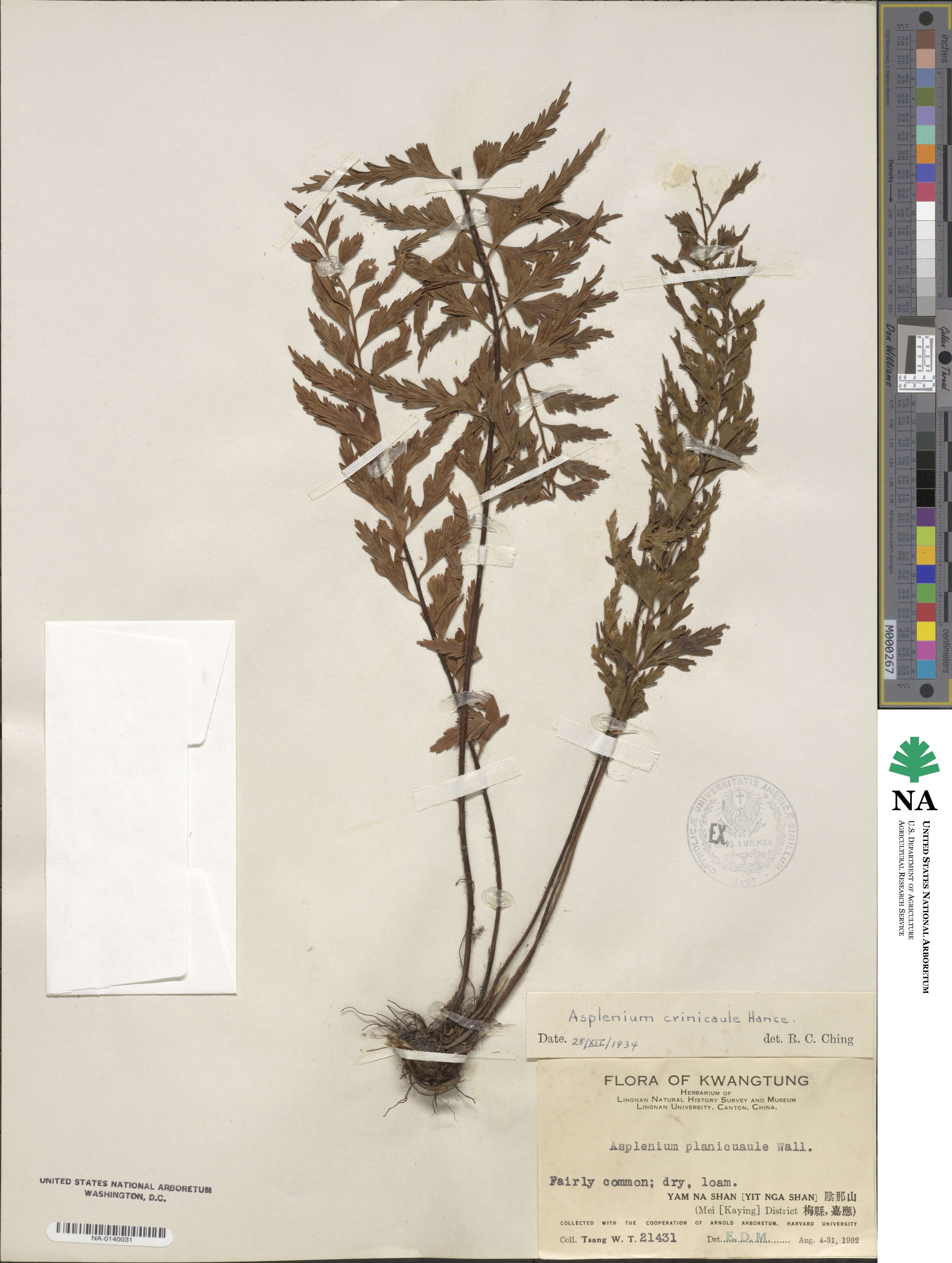 Asplenium crinicaule image