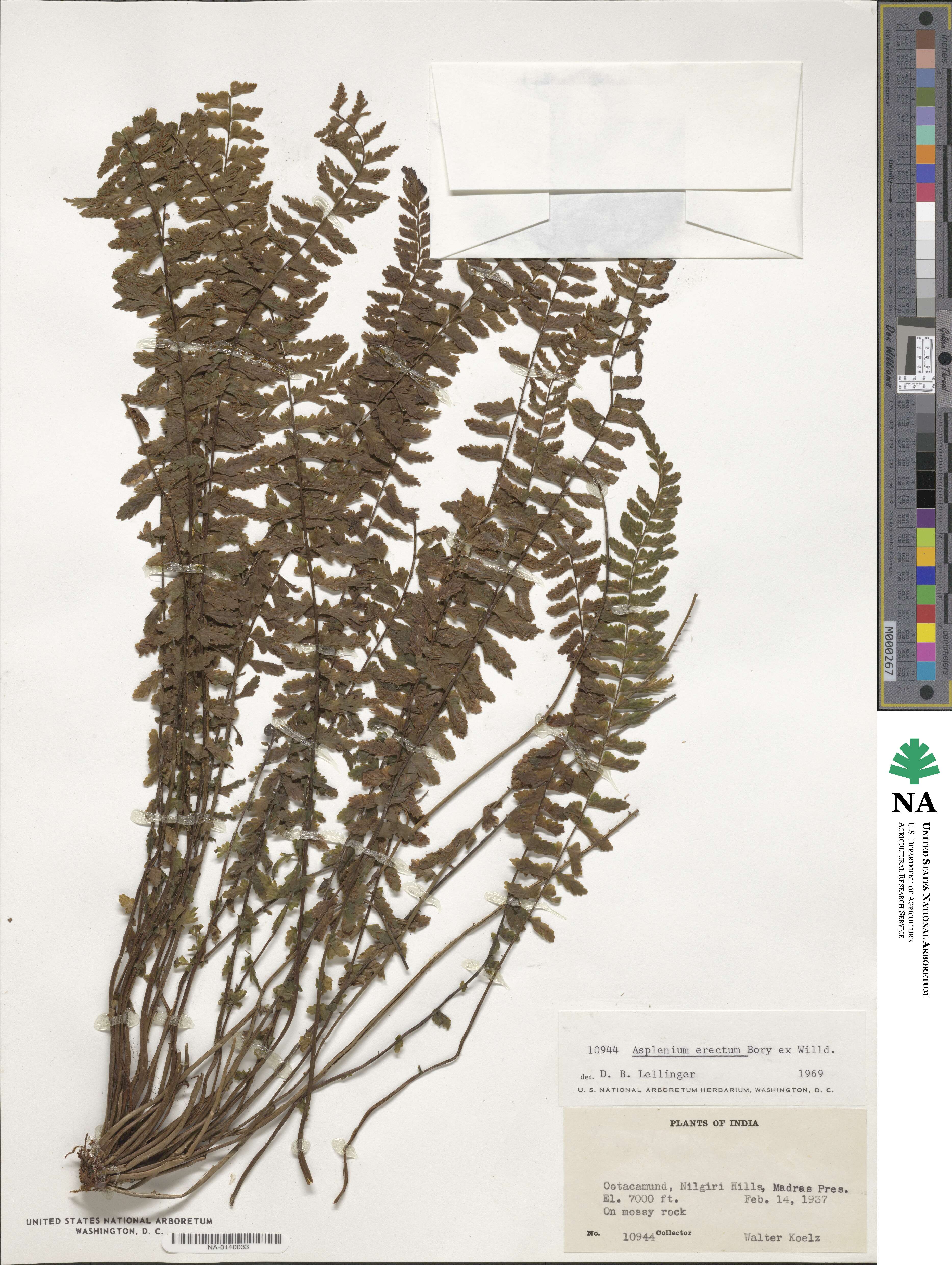 Asplenium erectum image