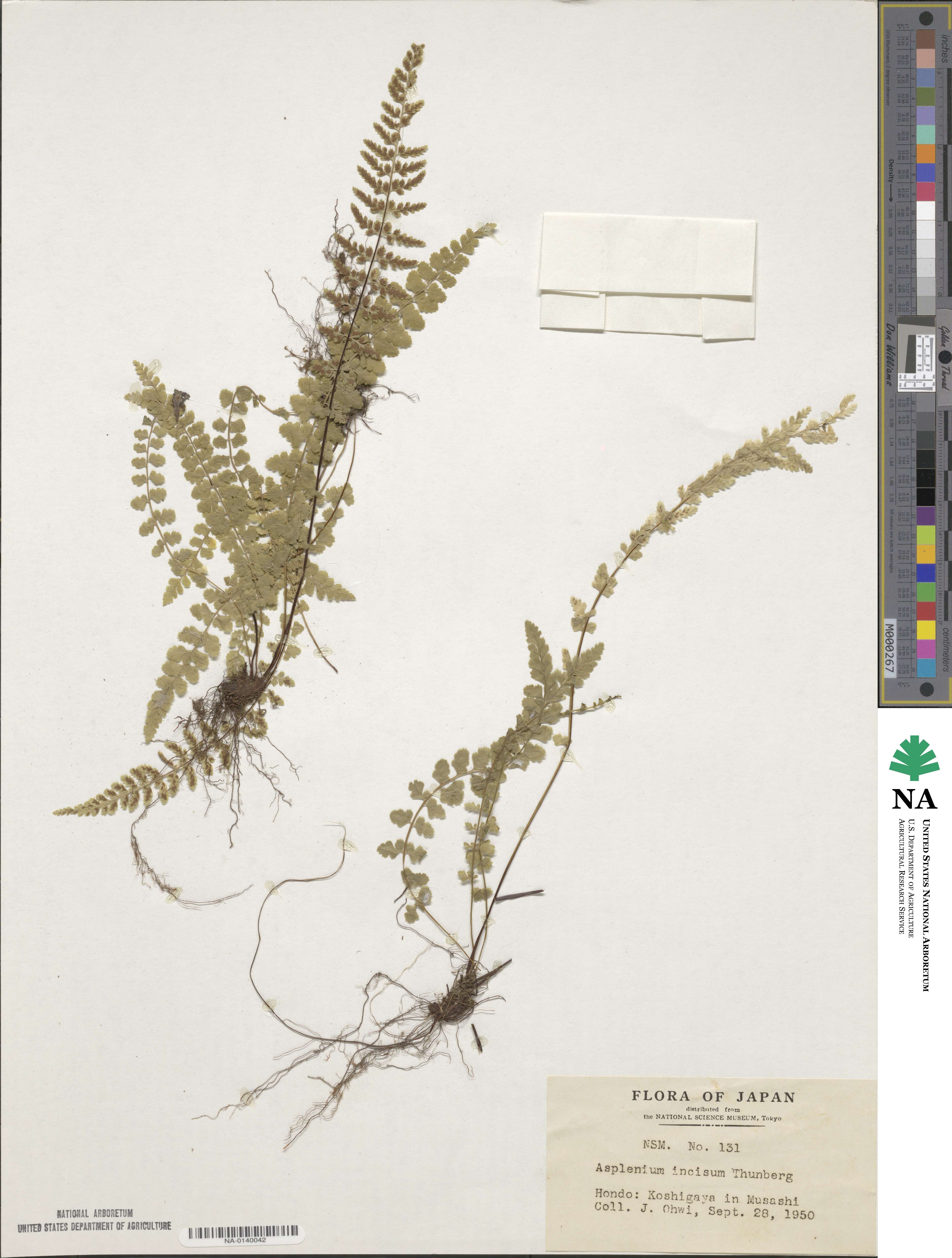 Asplenium incisum image
