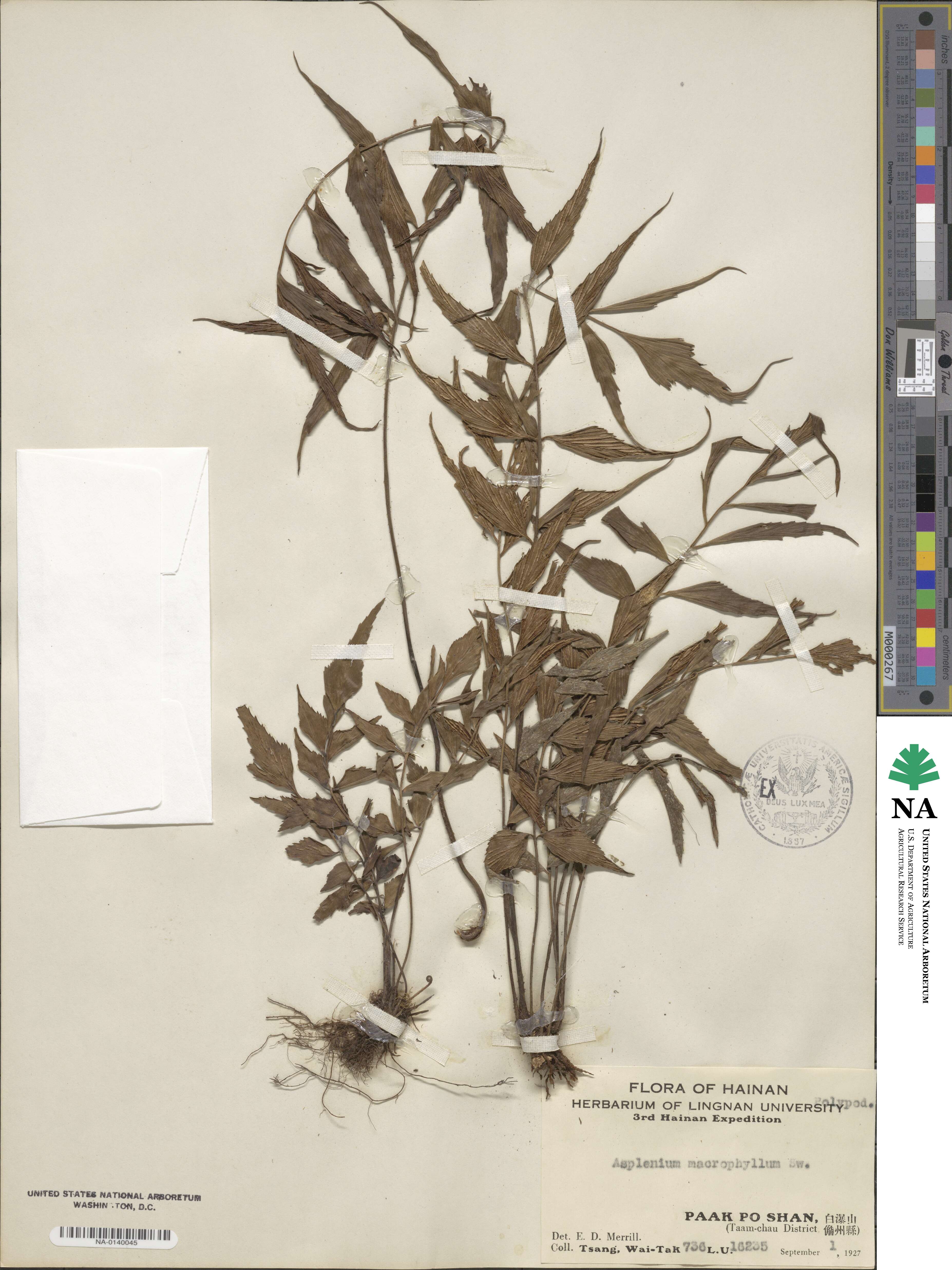 Asplenium macrophyllum image