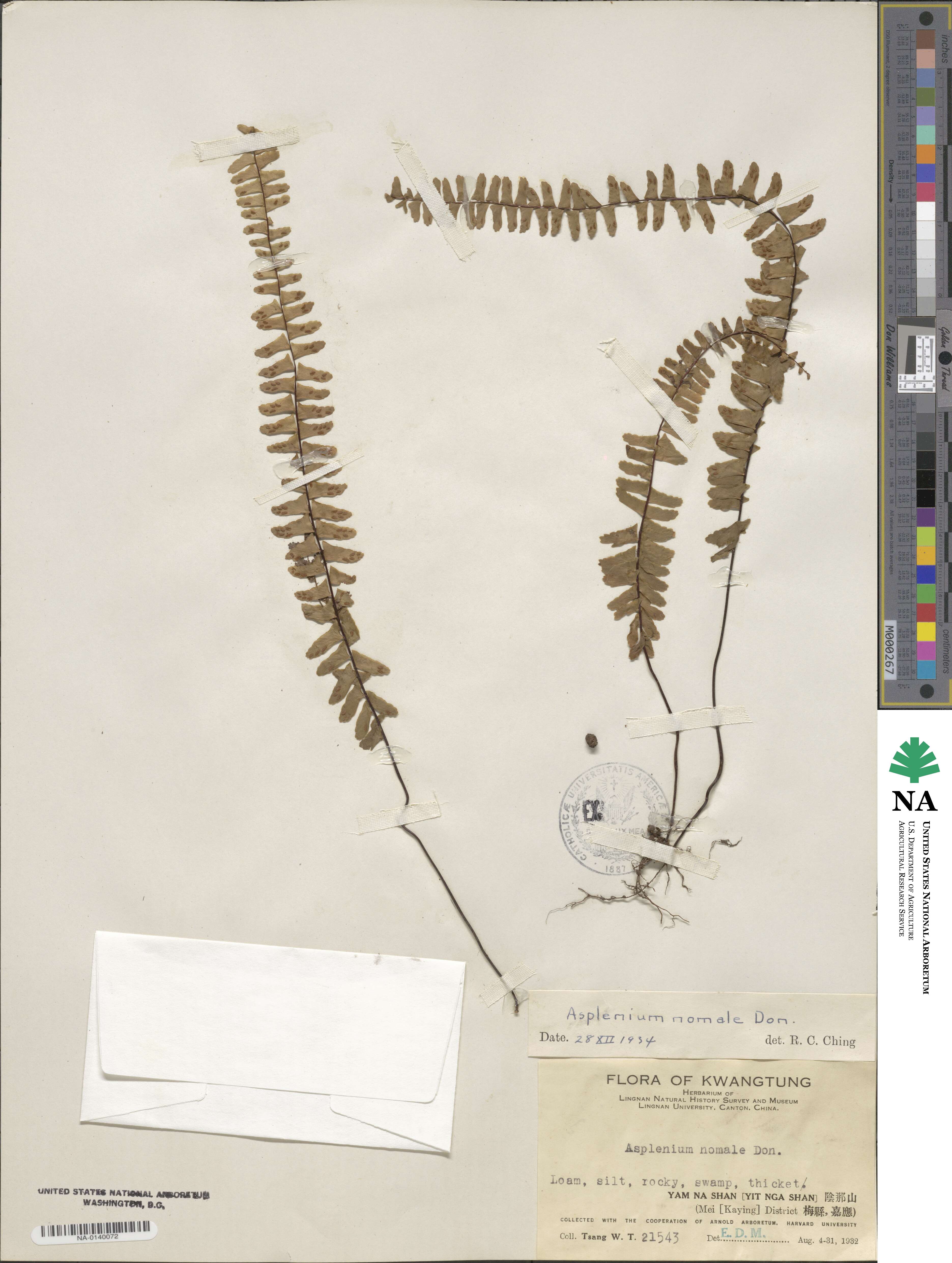 Asplenium normale image