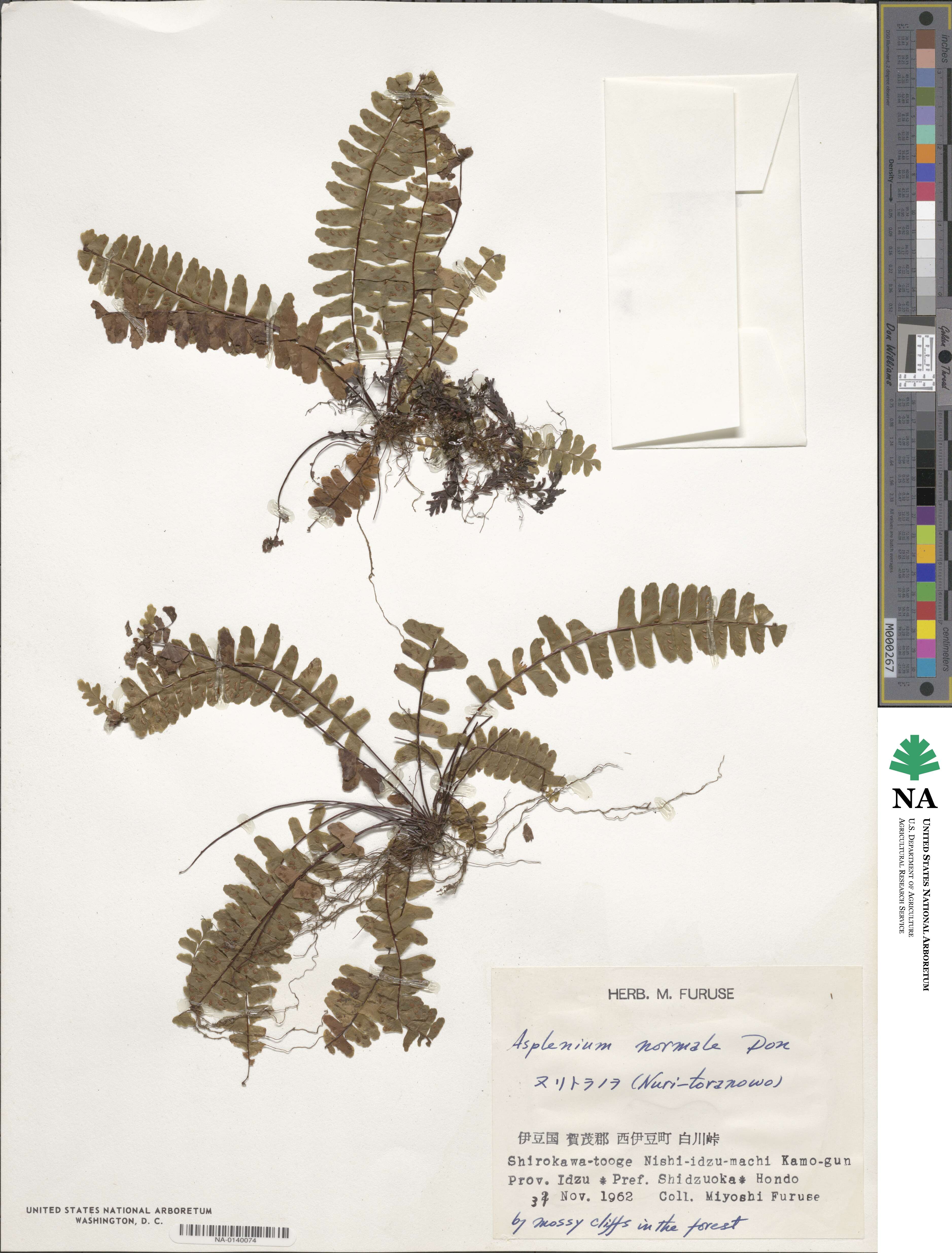 Asplenium normale image