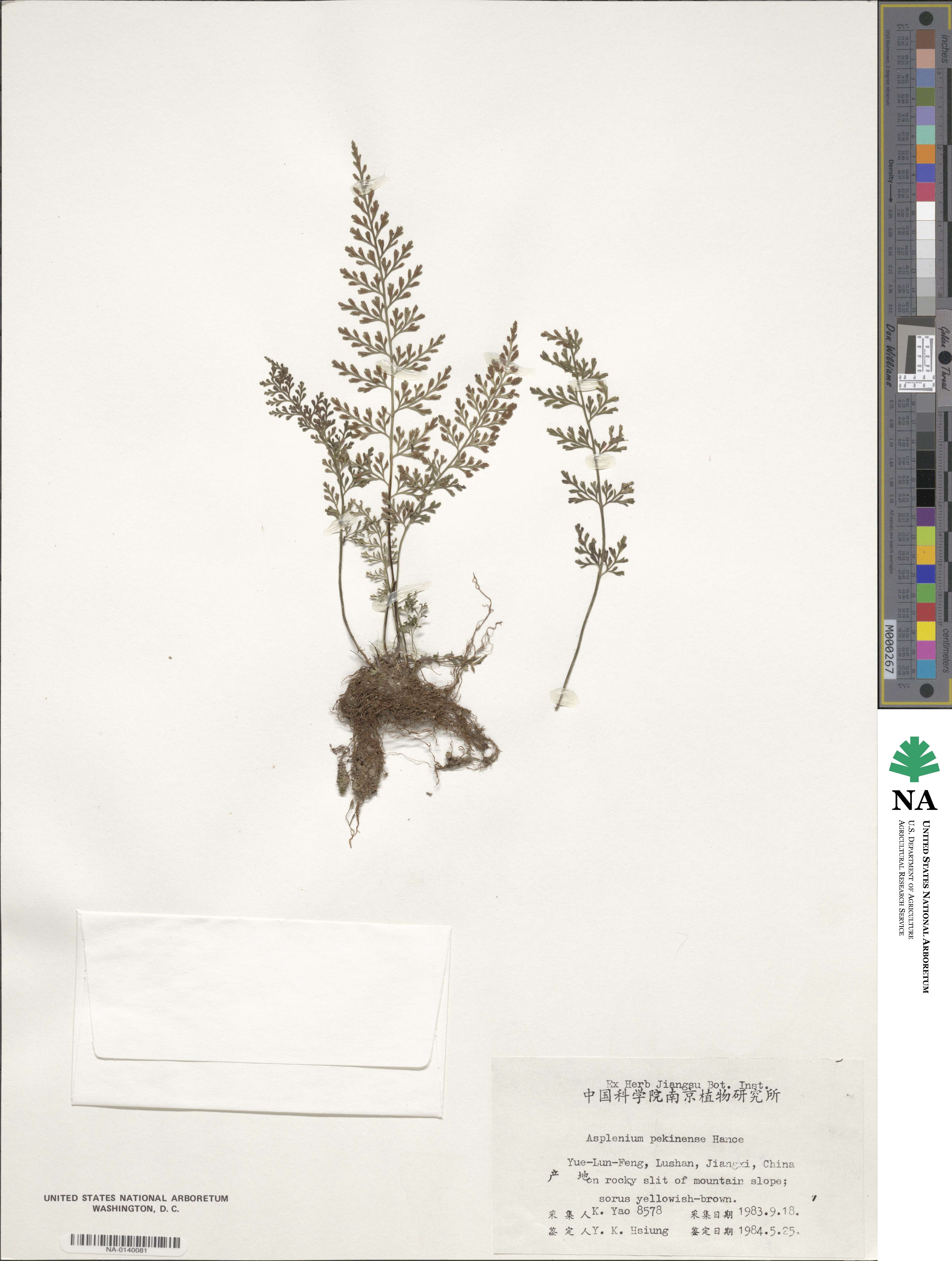 Asplenium pekinense image