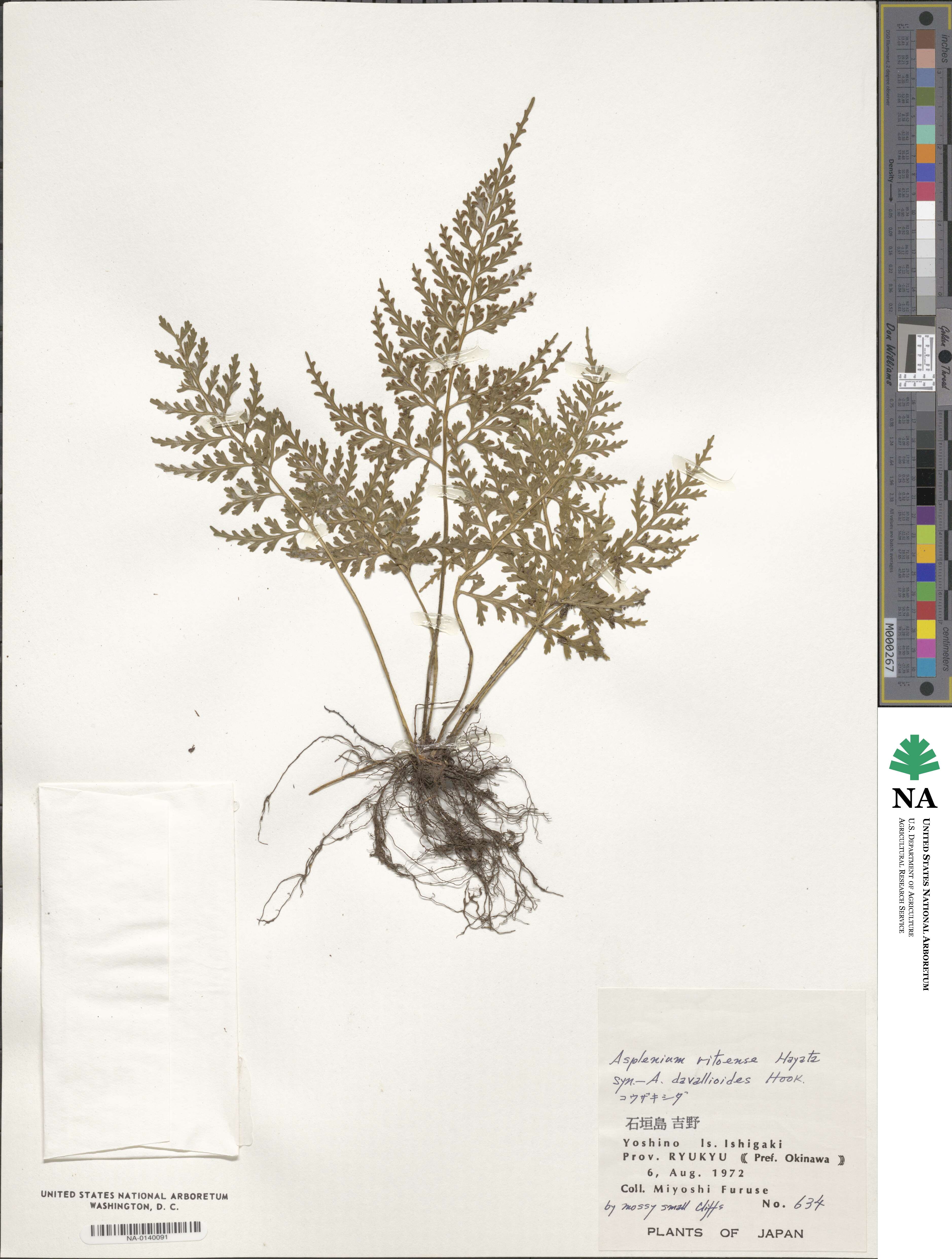 Asplenium ritoense image