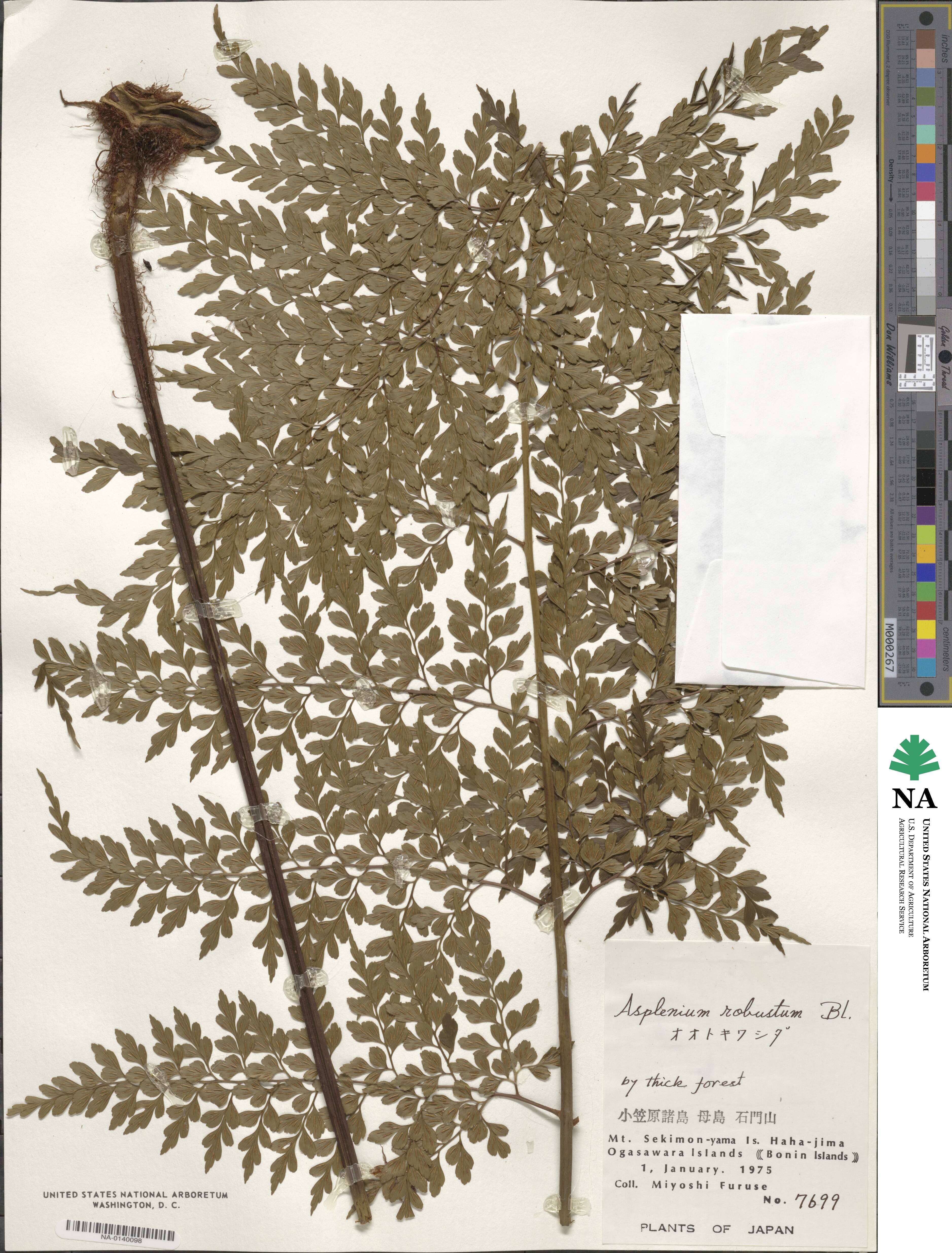 Asplenium laserpitiifolium image