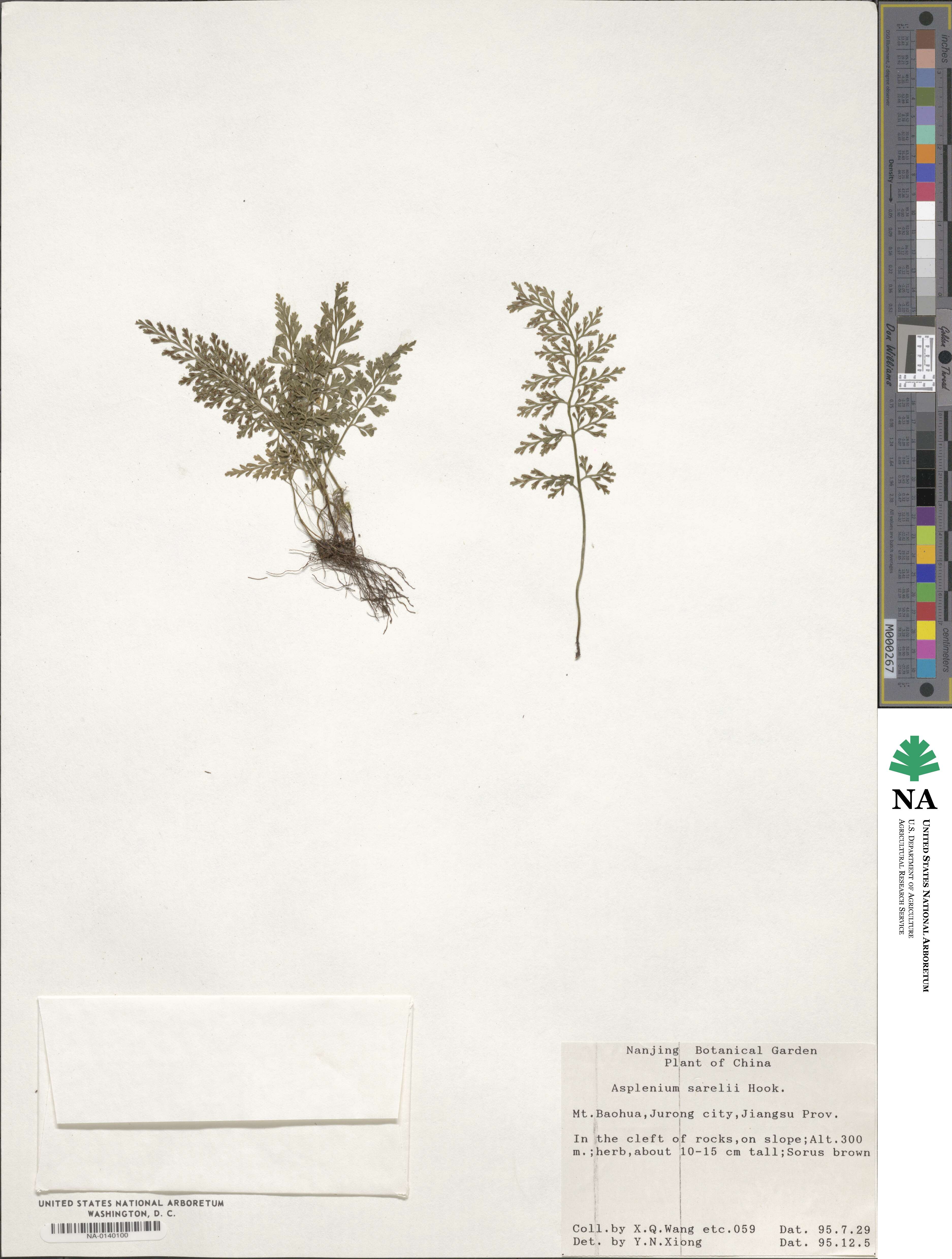 Asplenium sarelii image