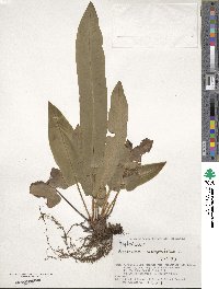 Asplenium scolopendrium image
