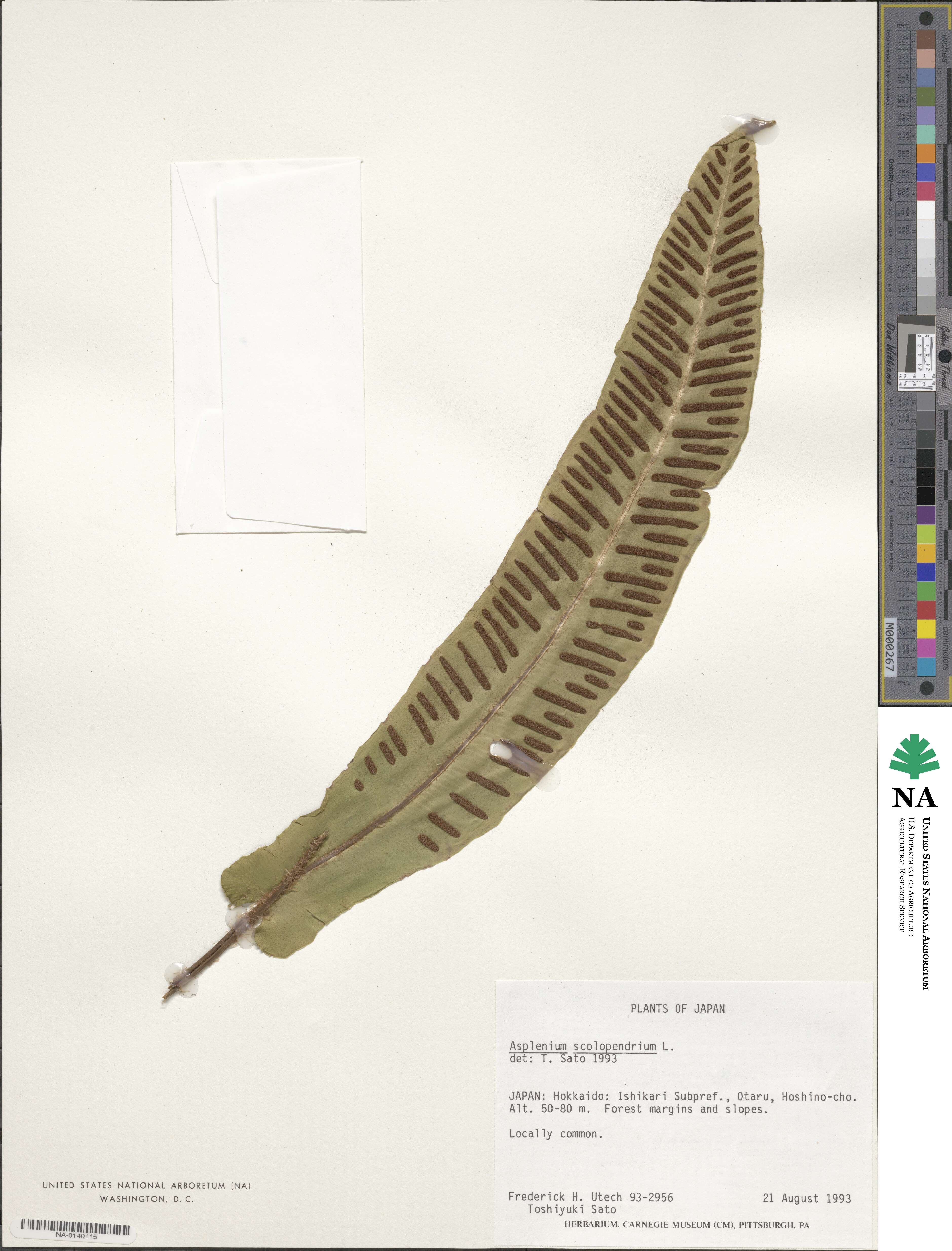 Asplenium scolopendrium image