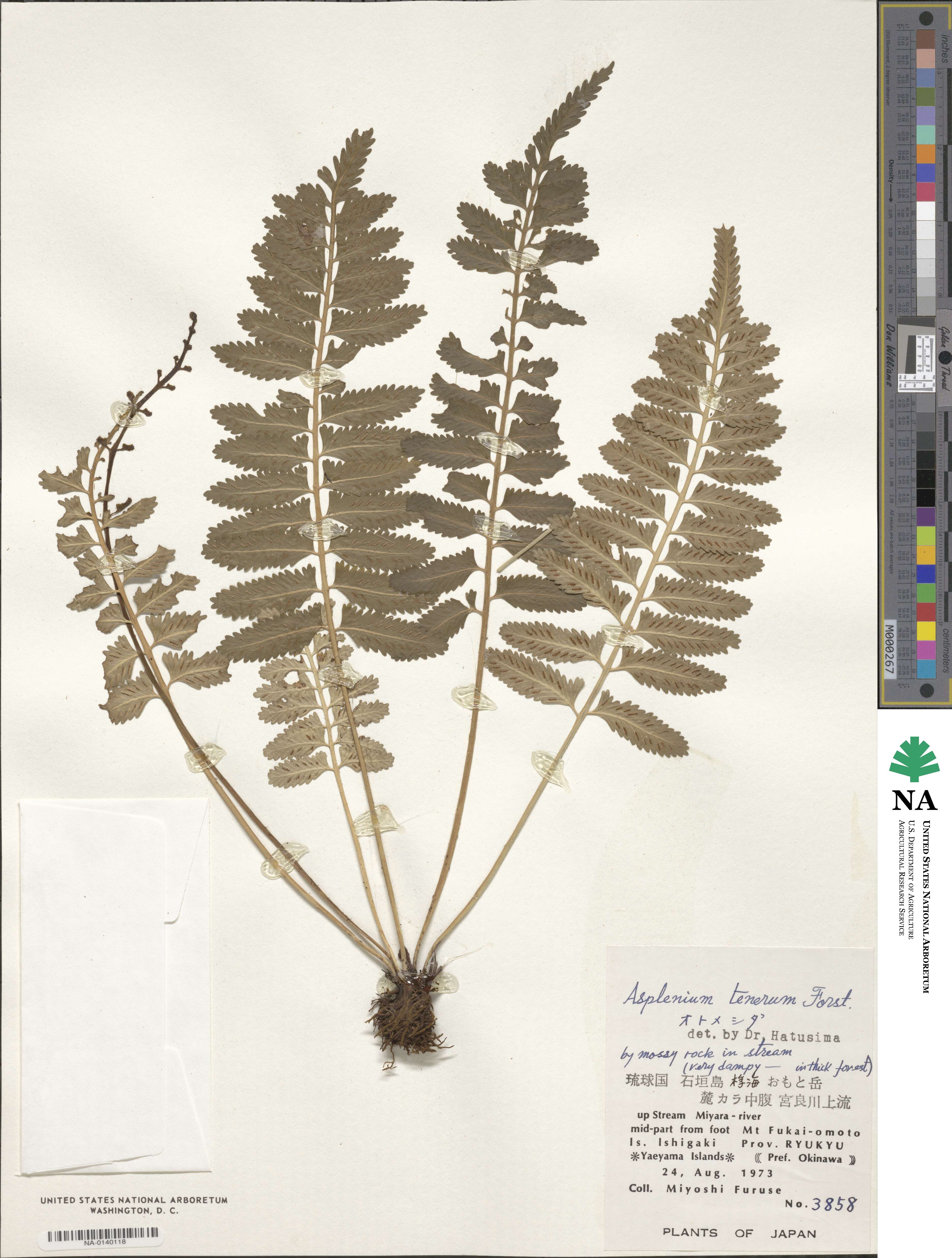 Asplenium tenerum image