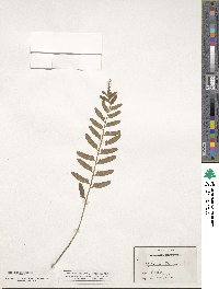 Asplenium tenerum image
