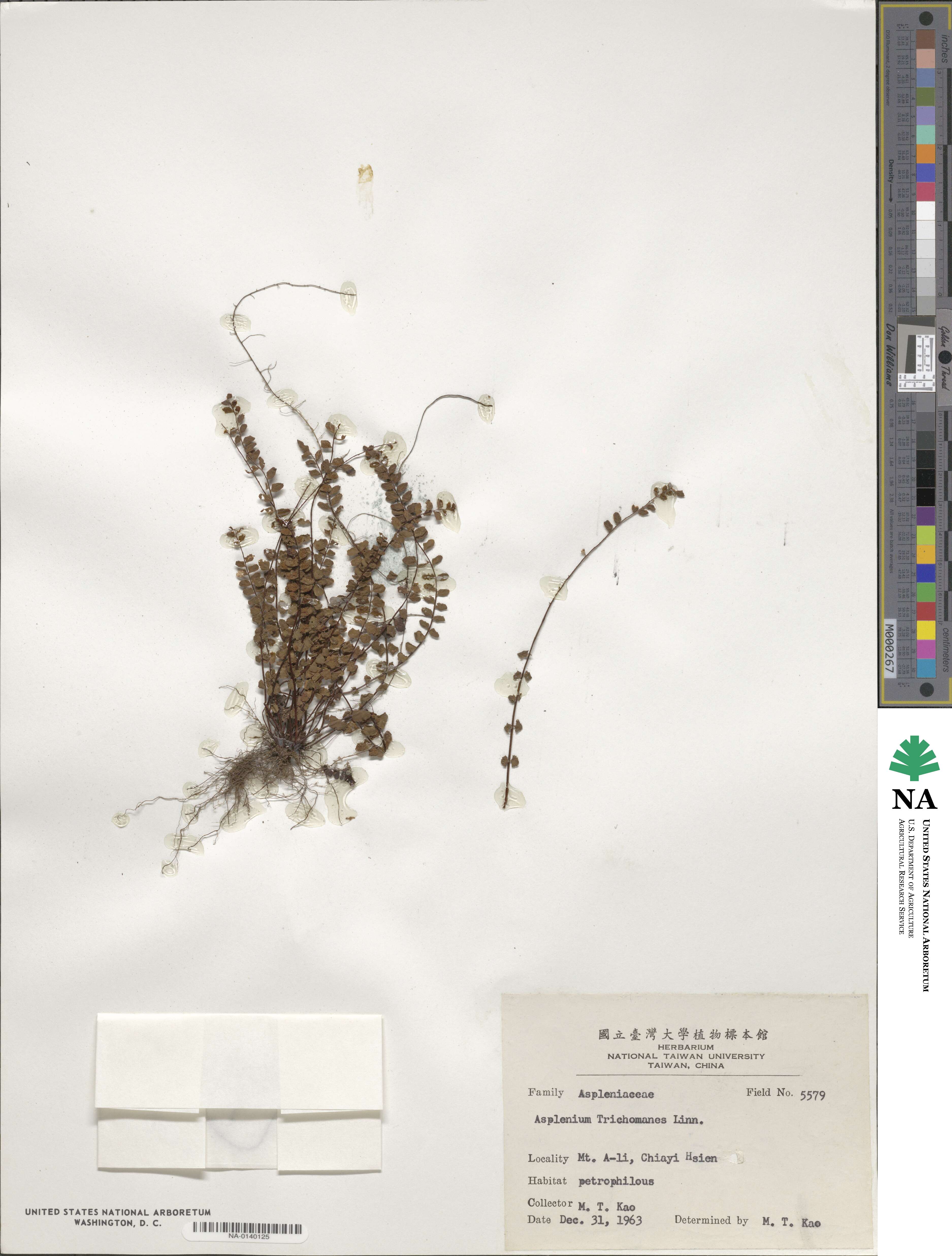 Asplenium trichomanes image