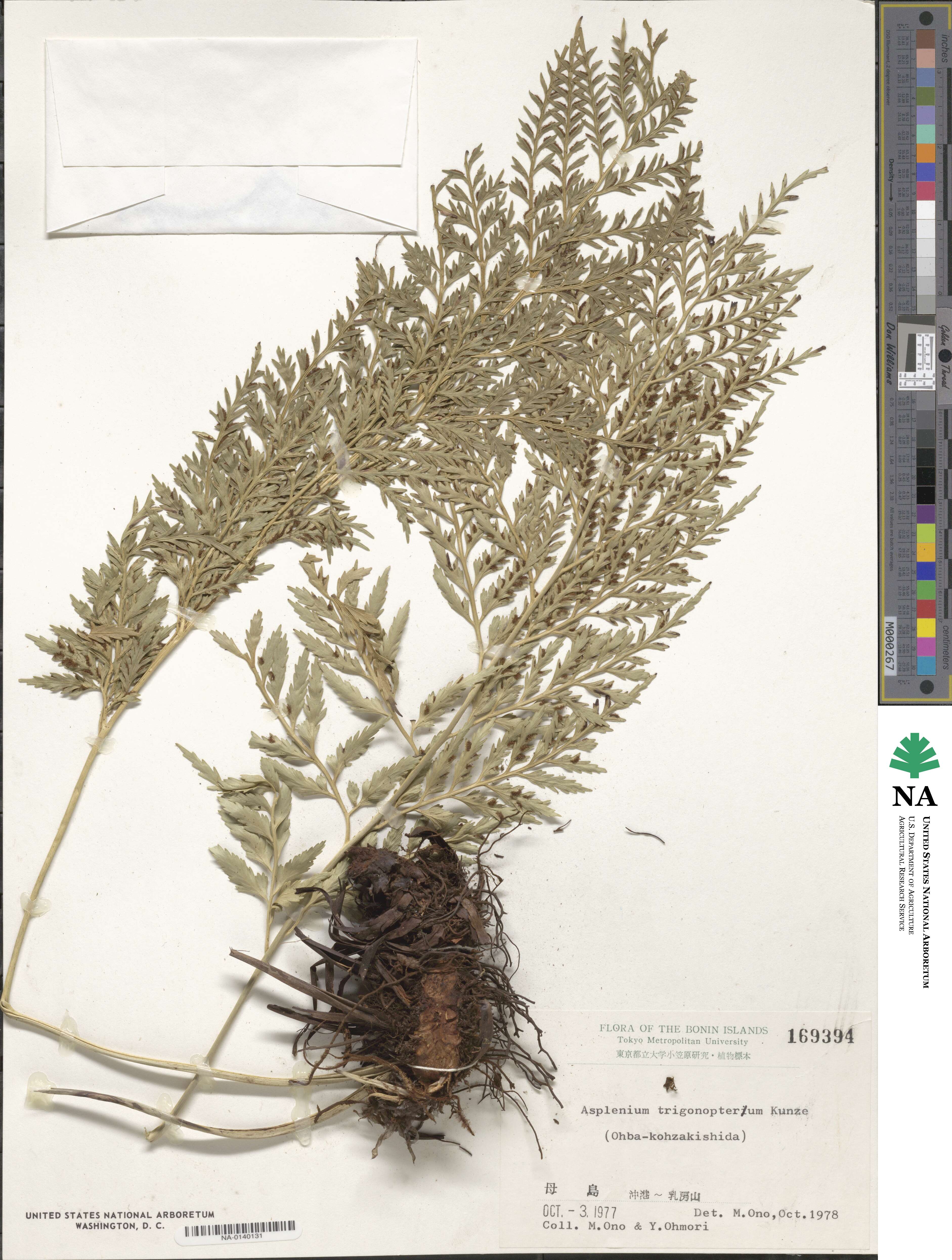 Asplenium trigonopterum image