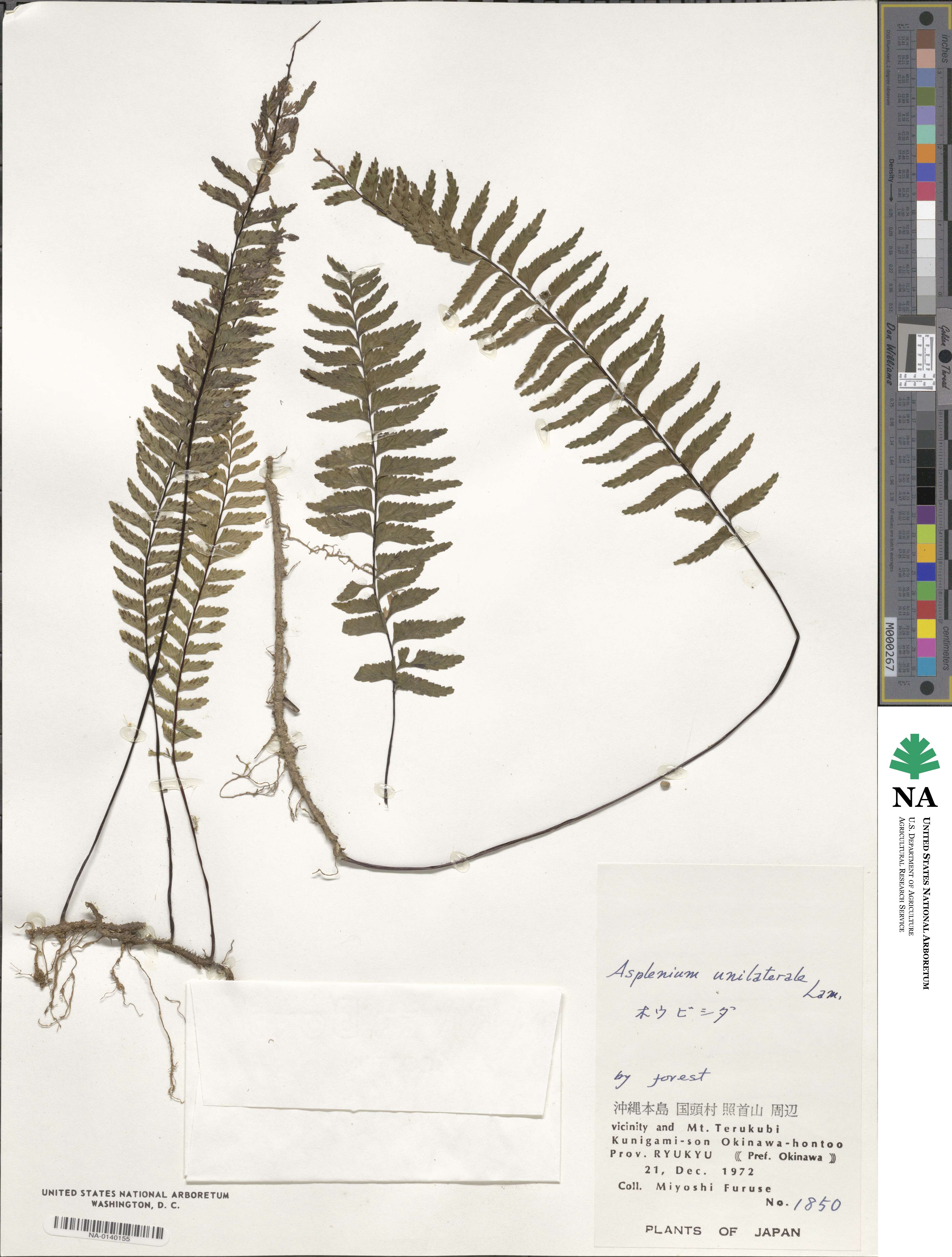 Hymenasplenium unilaterale image