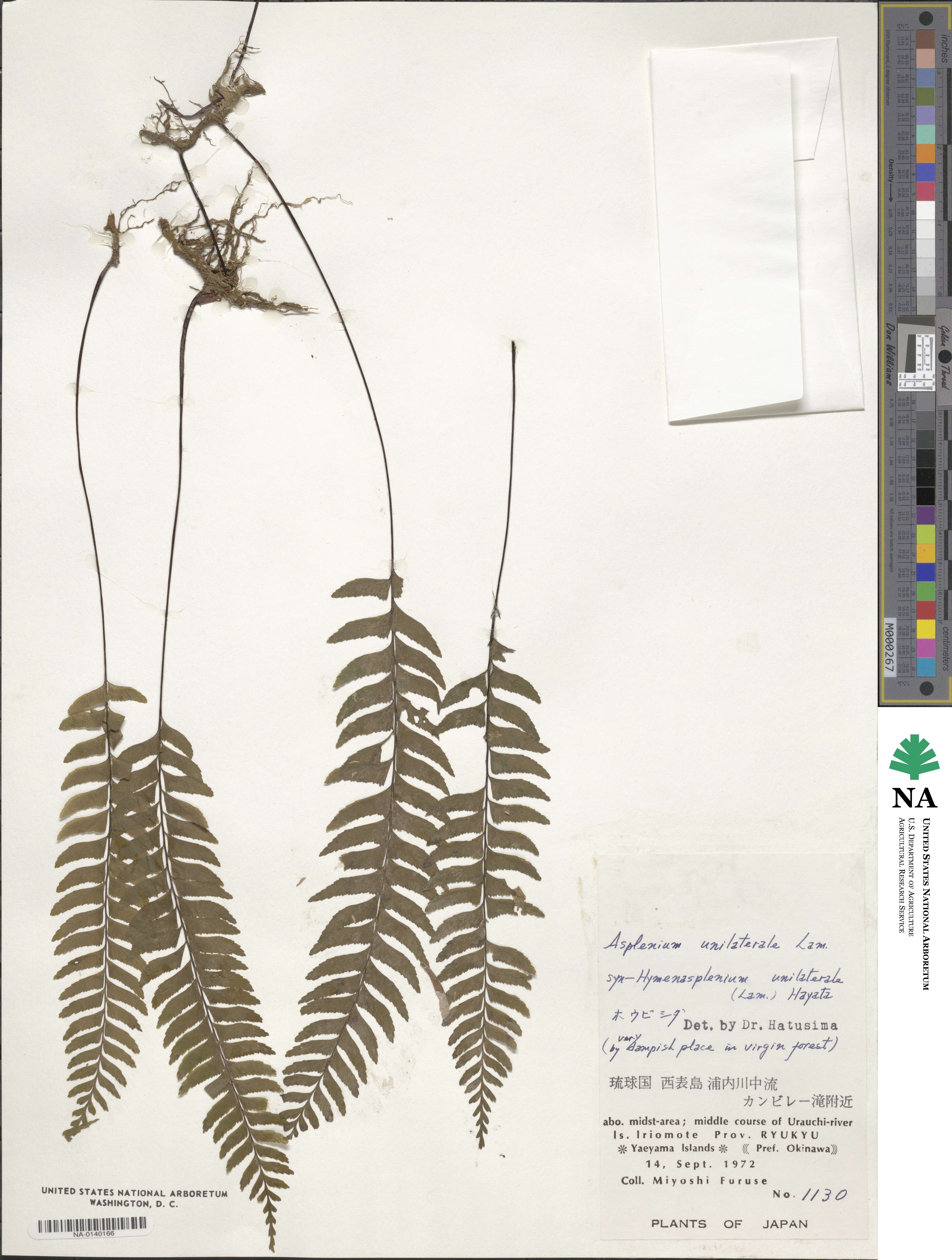 Hymenasplenium unilaterale image