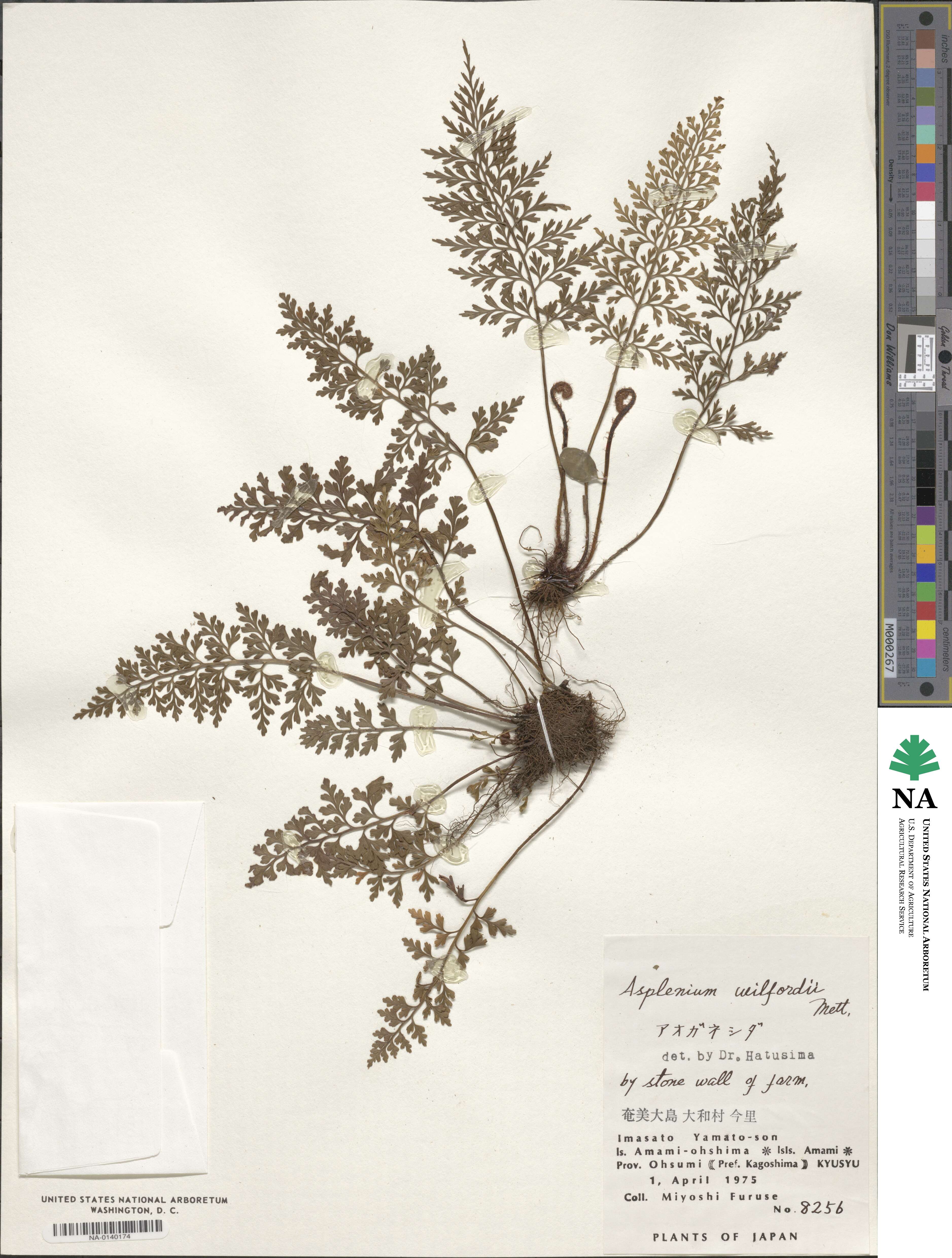Asplenium wilfordii image