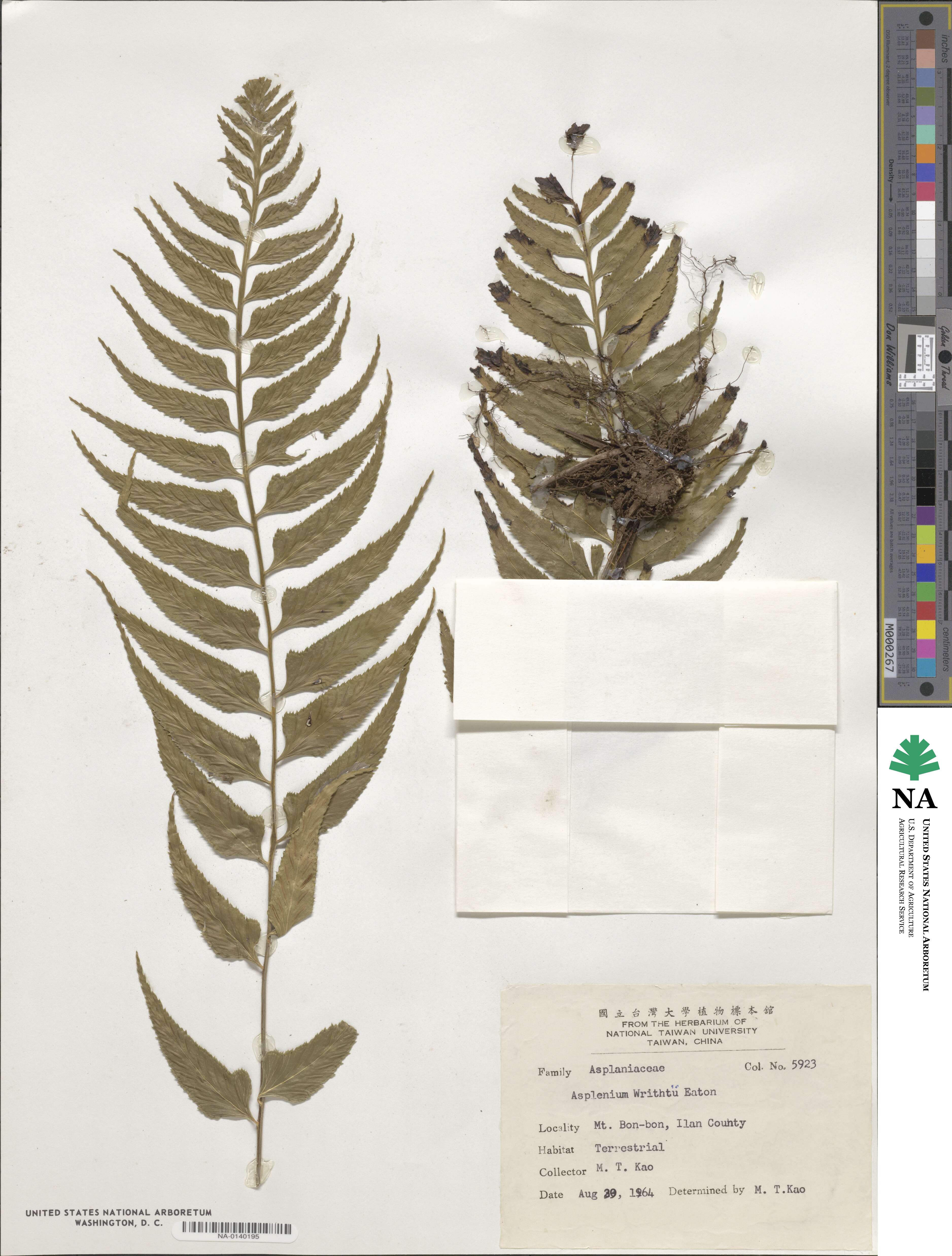 Asplenium wrightii image