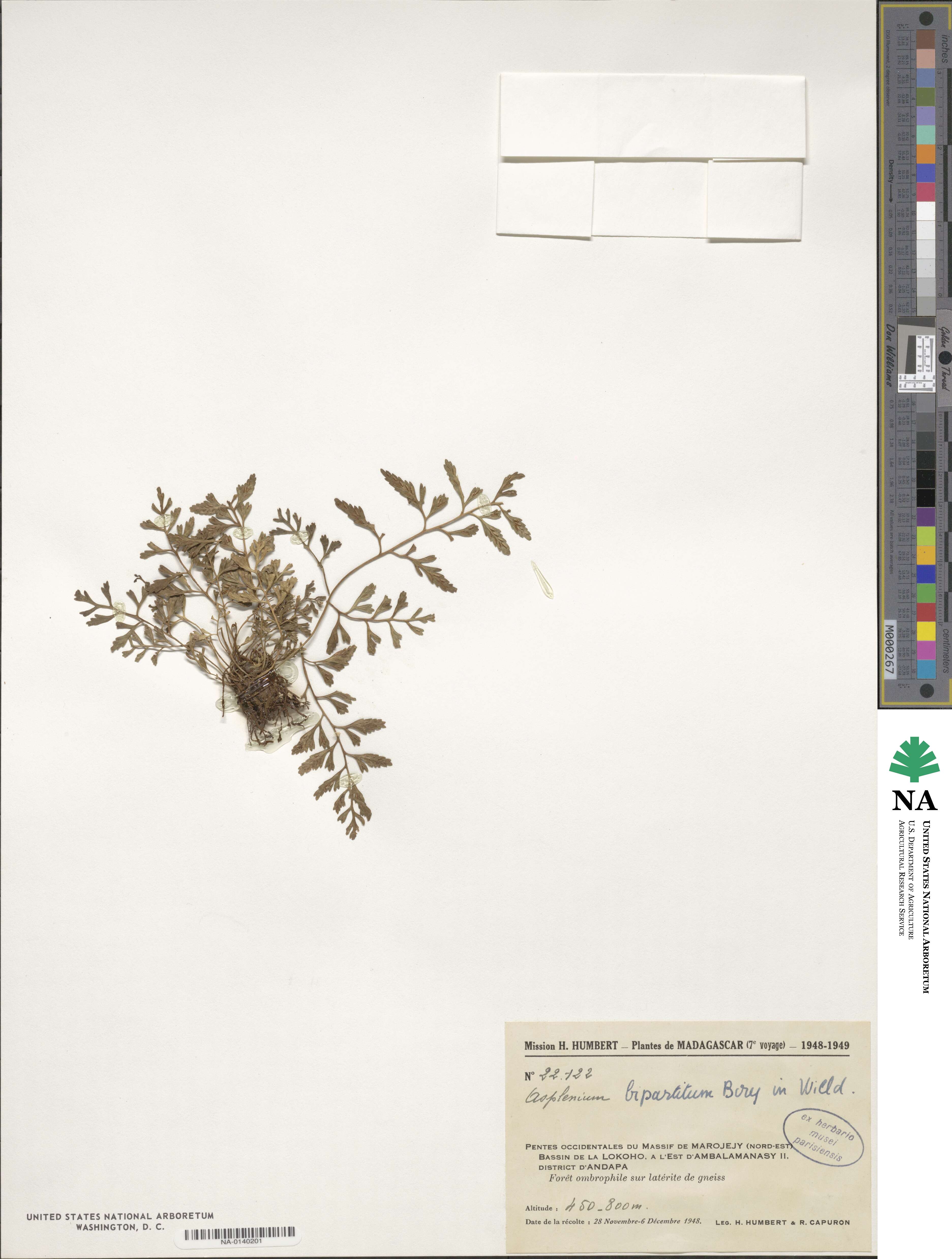 Asplenium bipartitum image