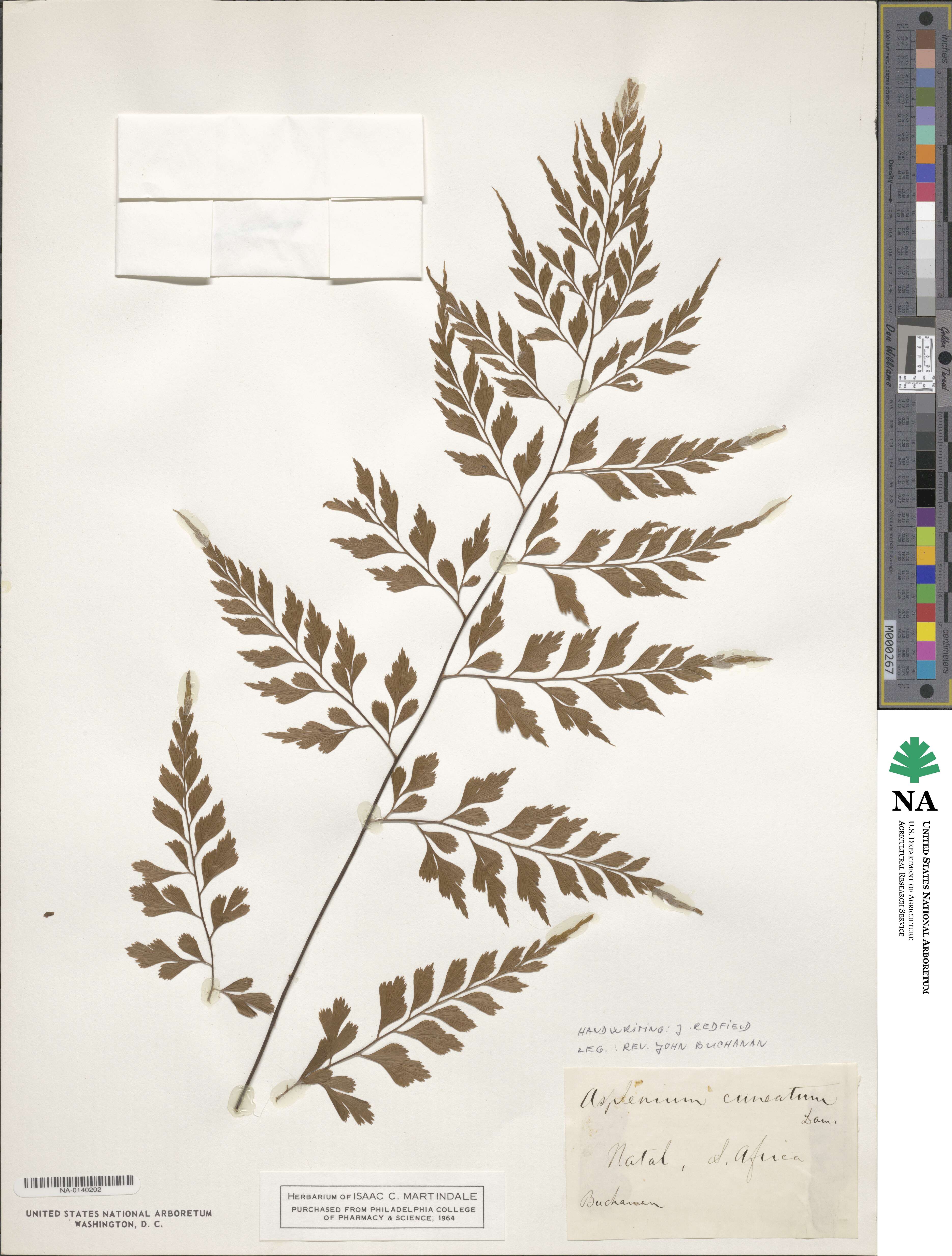 Asplenium cuneatum image