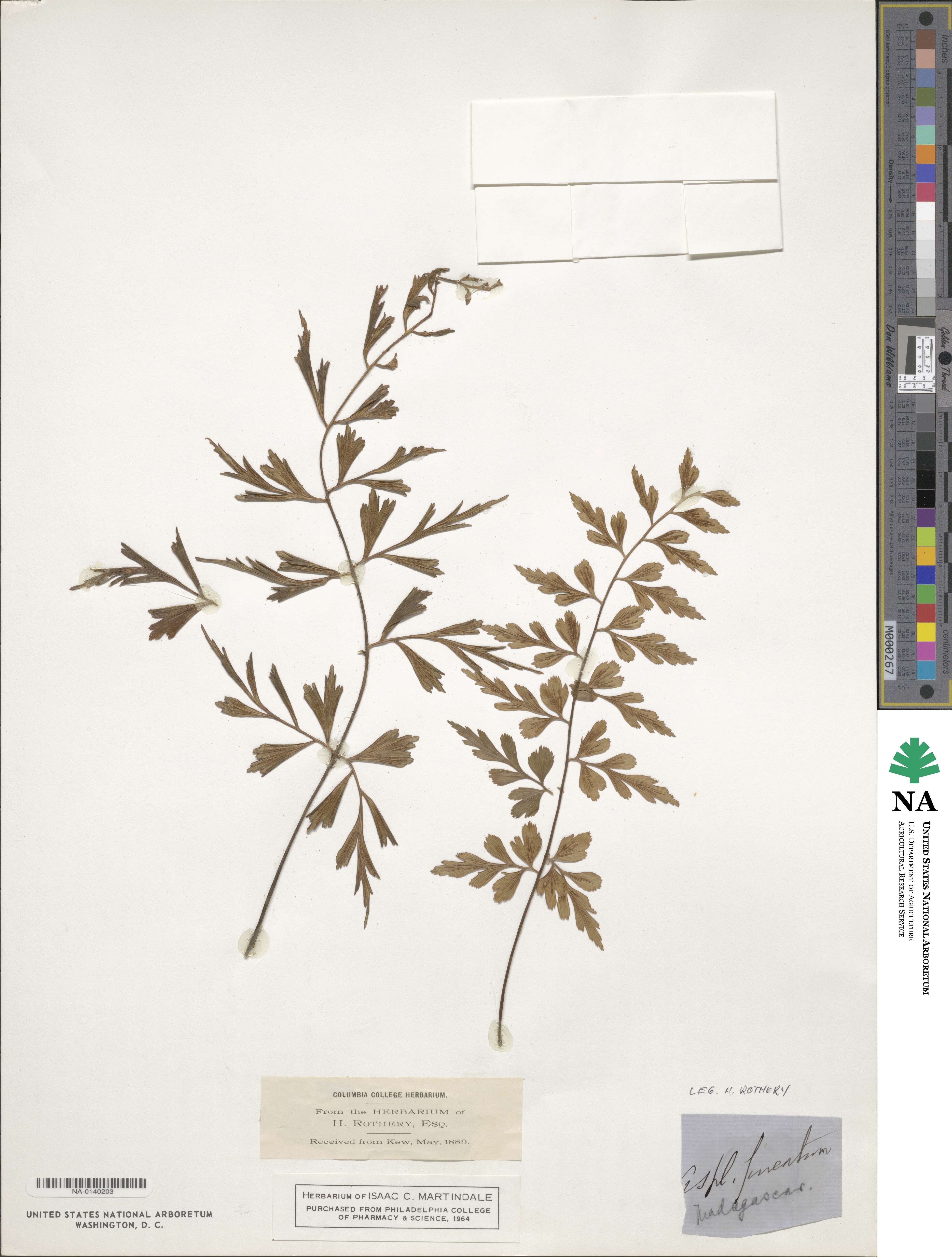 Asplenium cuneatum image