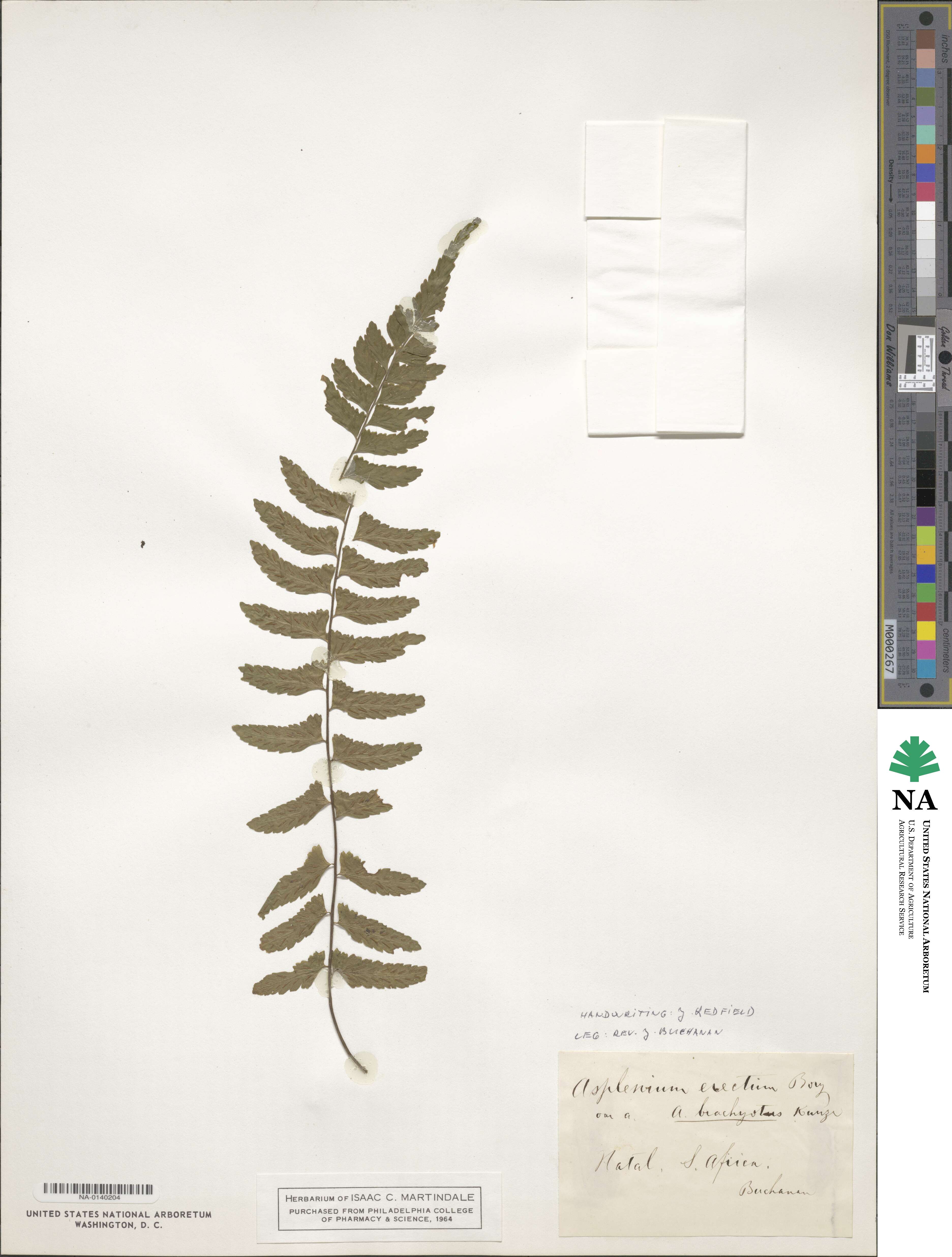 Asplenium erectum image