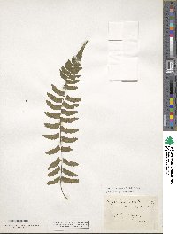 Asplenium erectum image