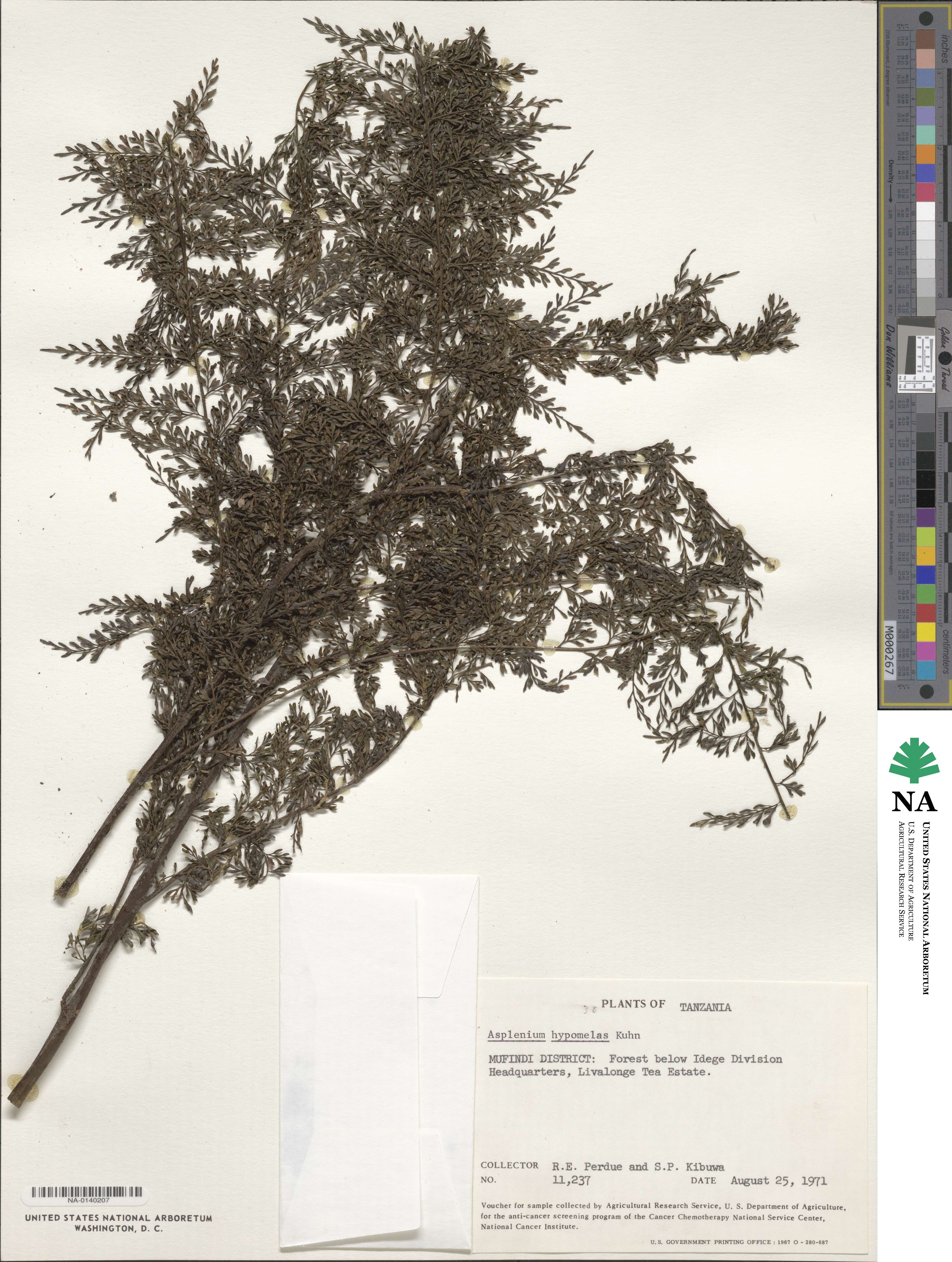 Asplenium hypomelas image