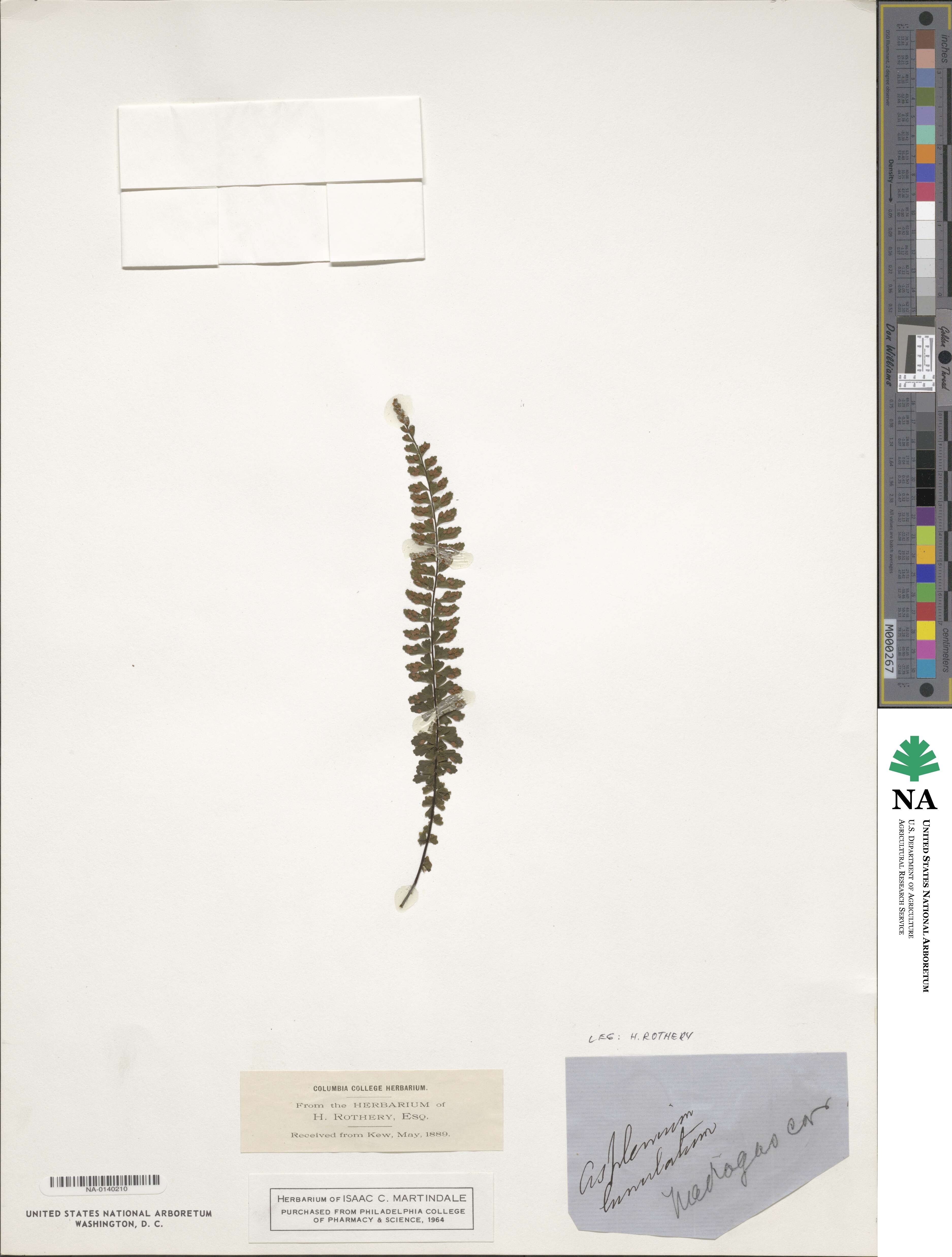Asplenium lunulatum image