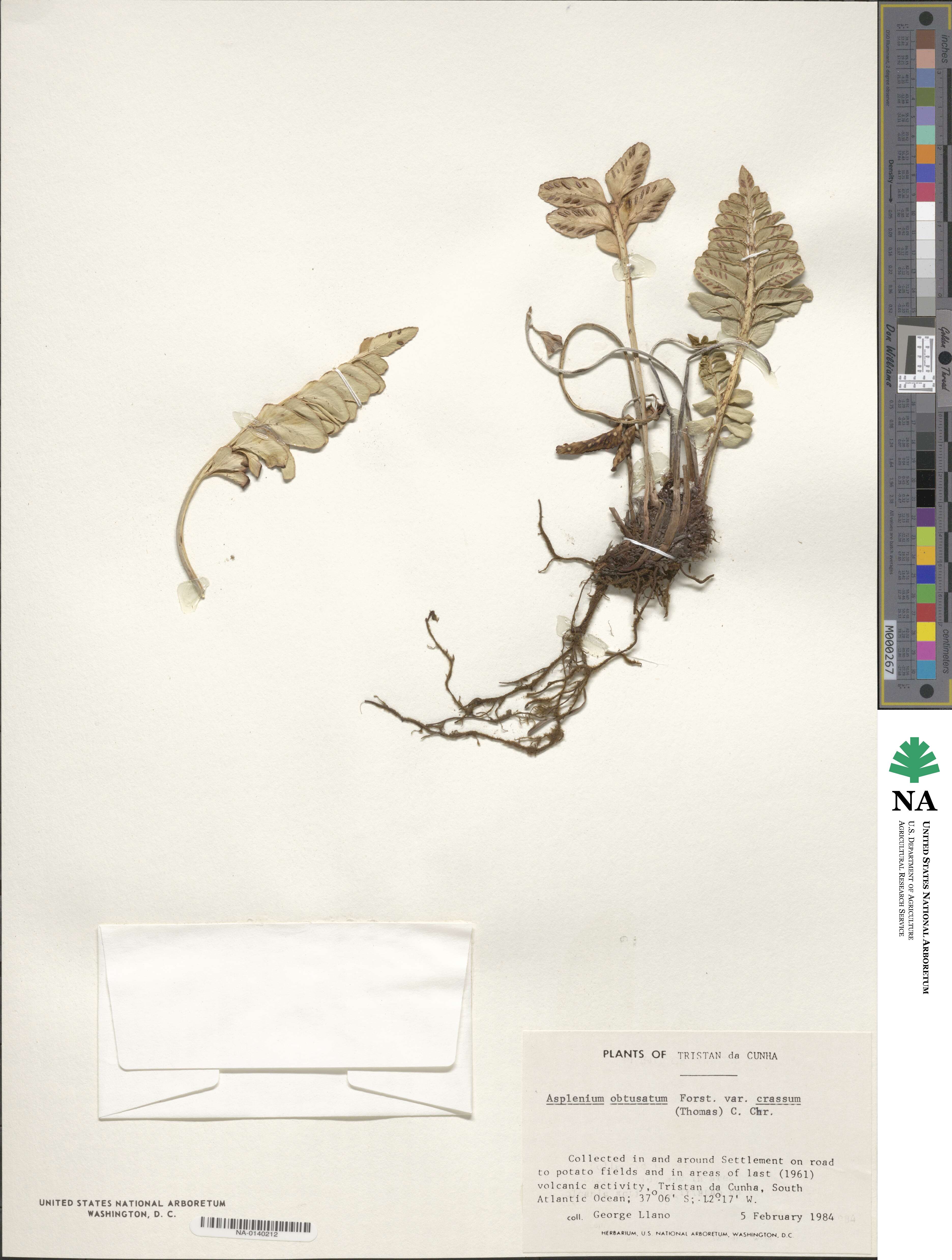Asplenium obtusatum subsp. obtusatum image
