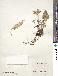 Asplenium obtusatum image