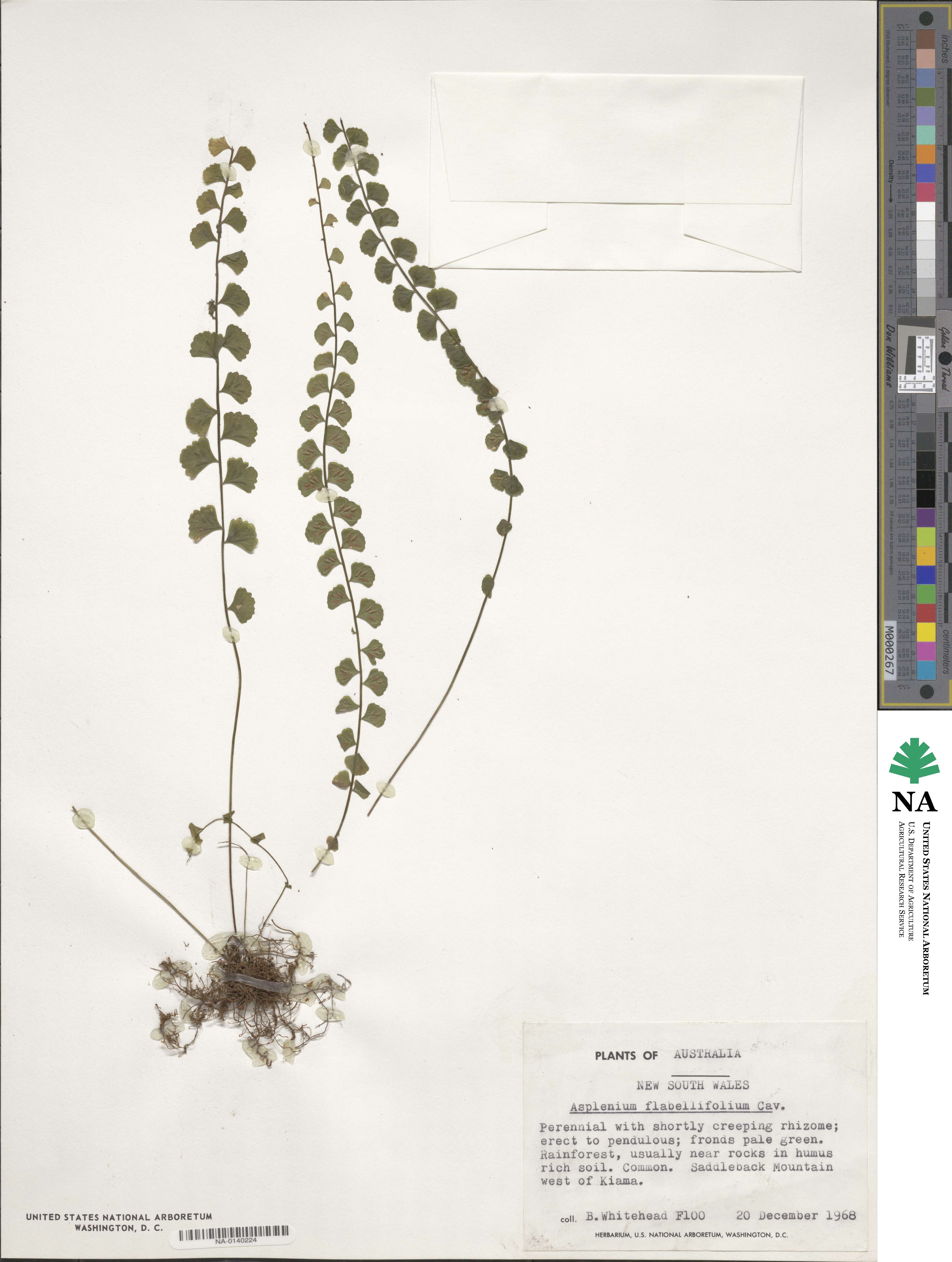Asplenium flabellifolium image