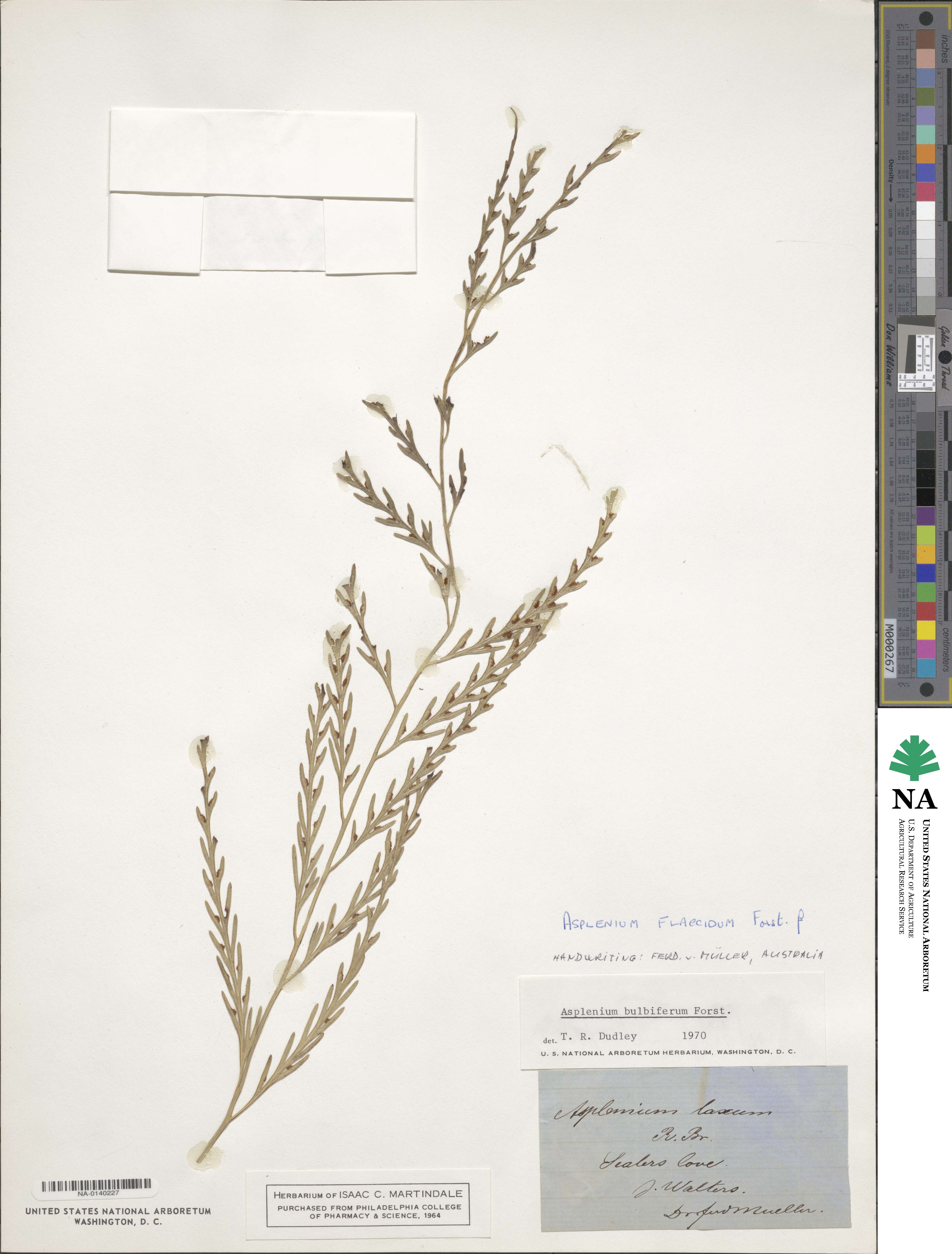 Asplenium flaccidum image