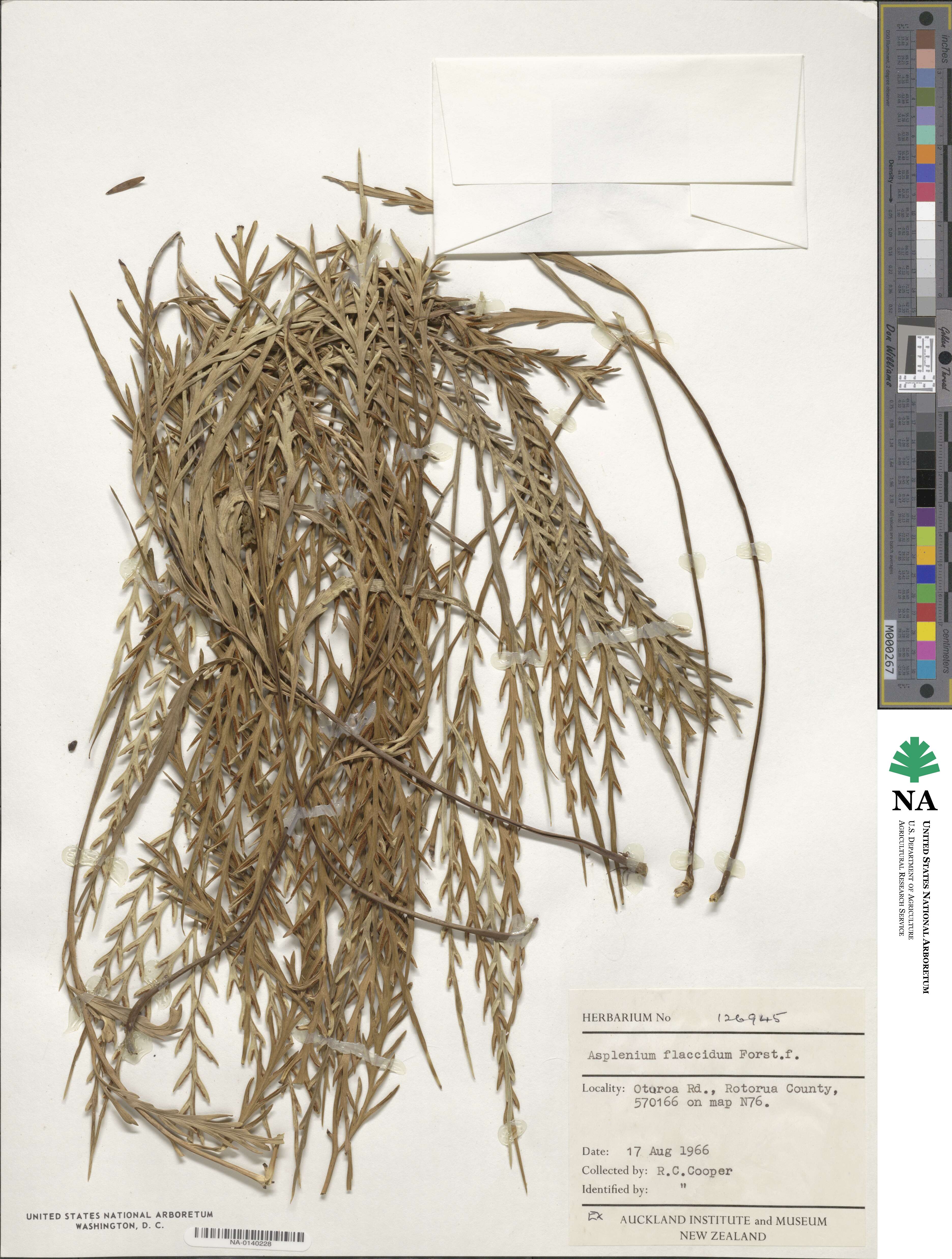 Asplenium flaccidum image