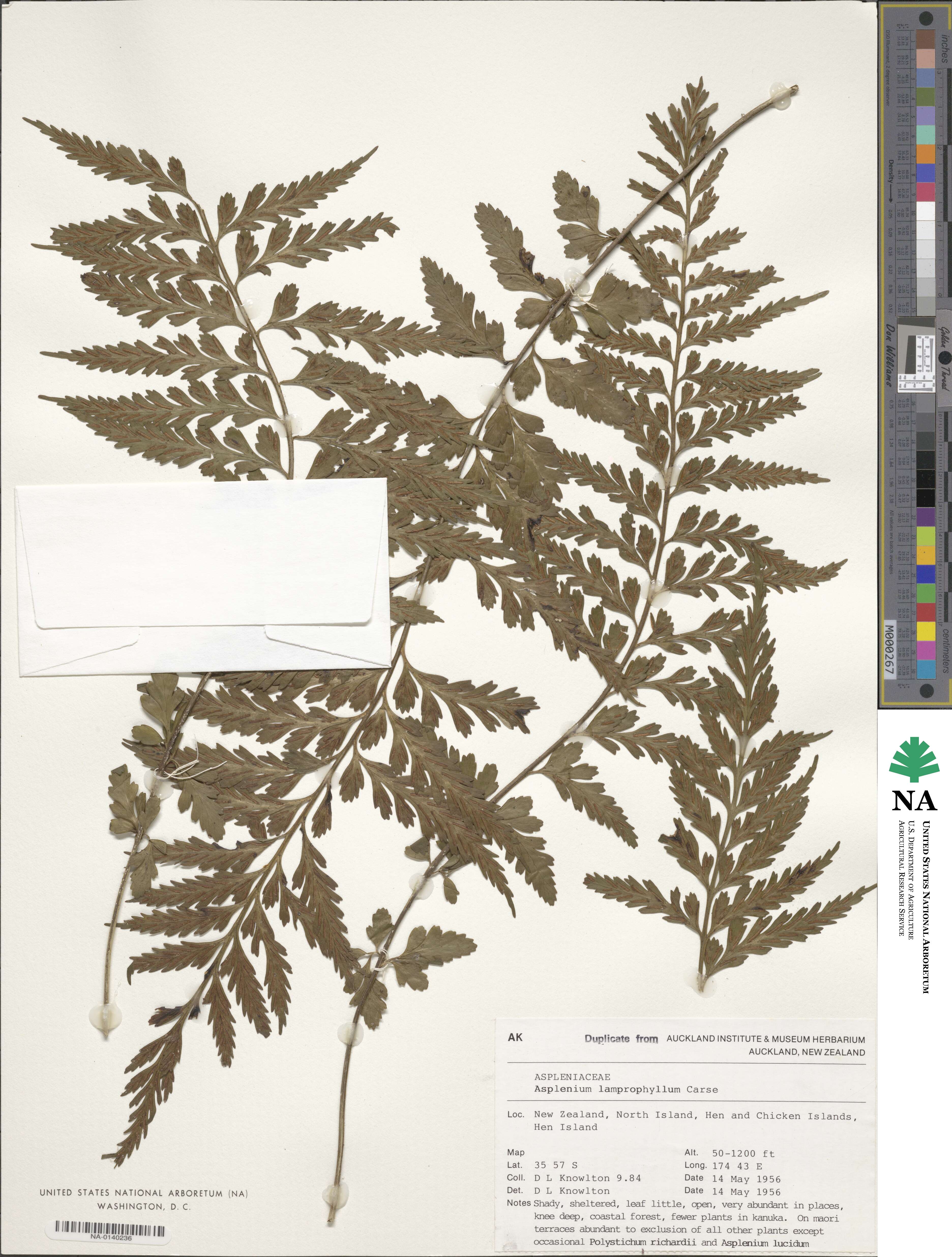 Asplenium lamprophyllum image